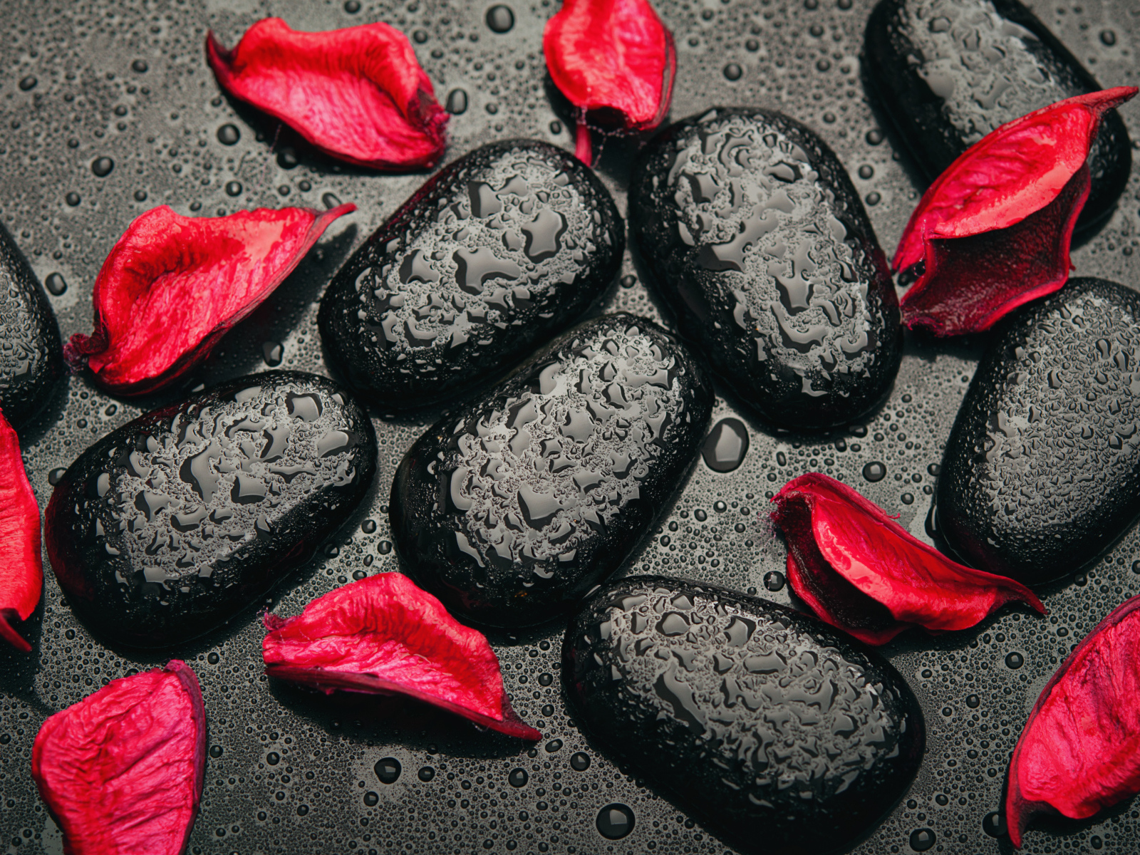 Мокрые черные камни с лепестками красной розы