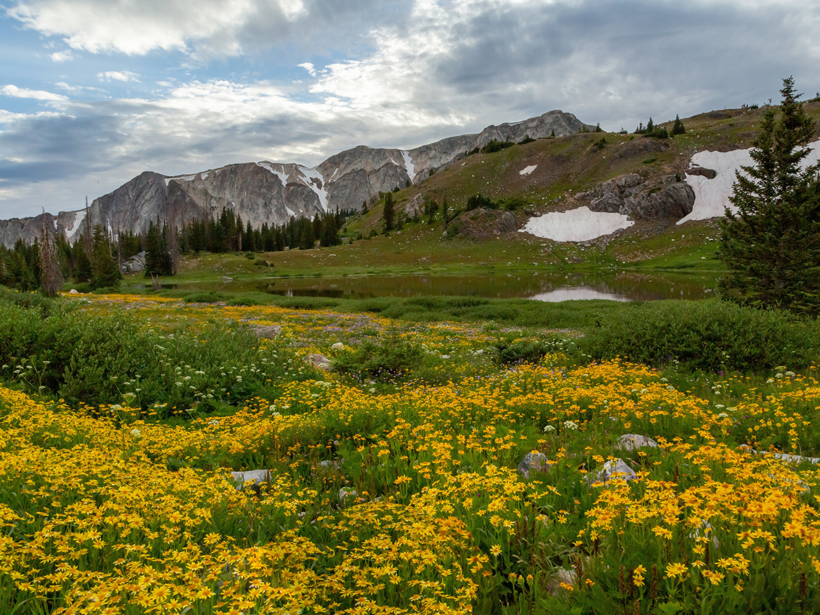 Желтые цветы на берегу реки у гор 