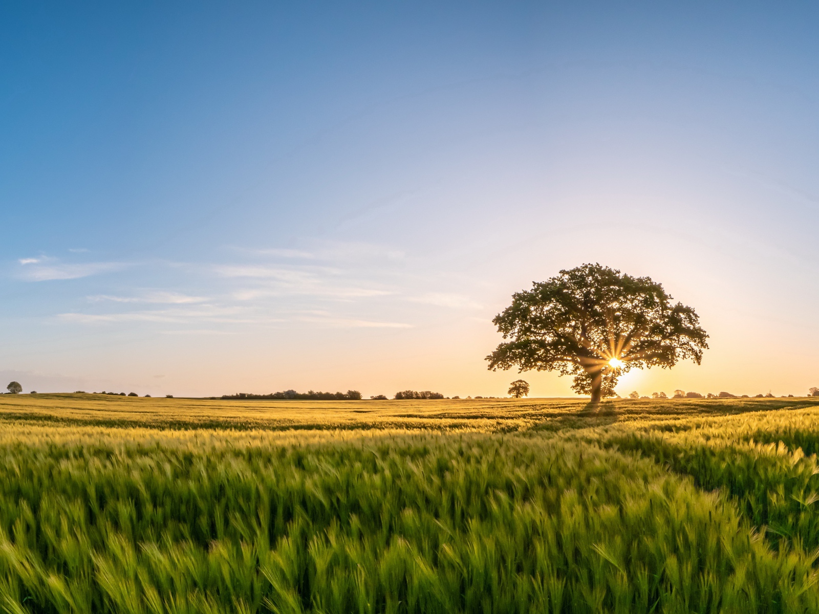 Большое дерево в лучах солнца на поле с пшеницей 