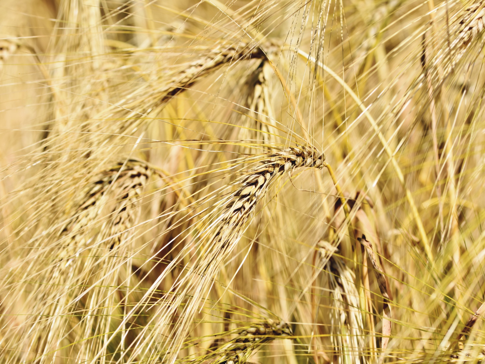 Спелые колосья пшеницы крупным планом