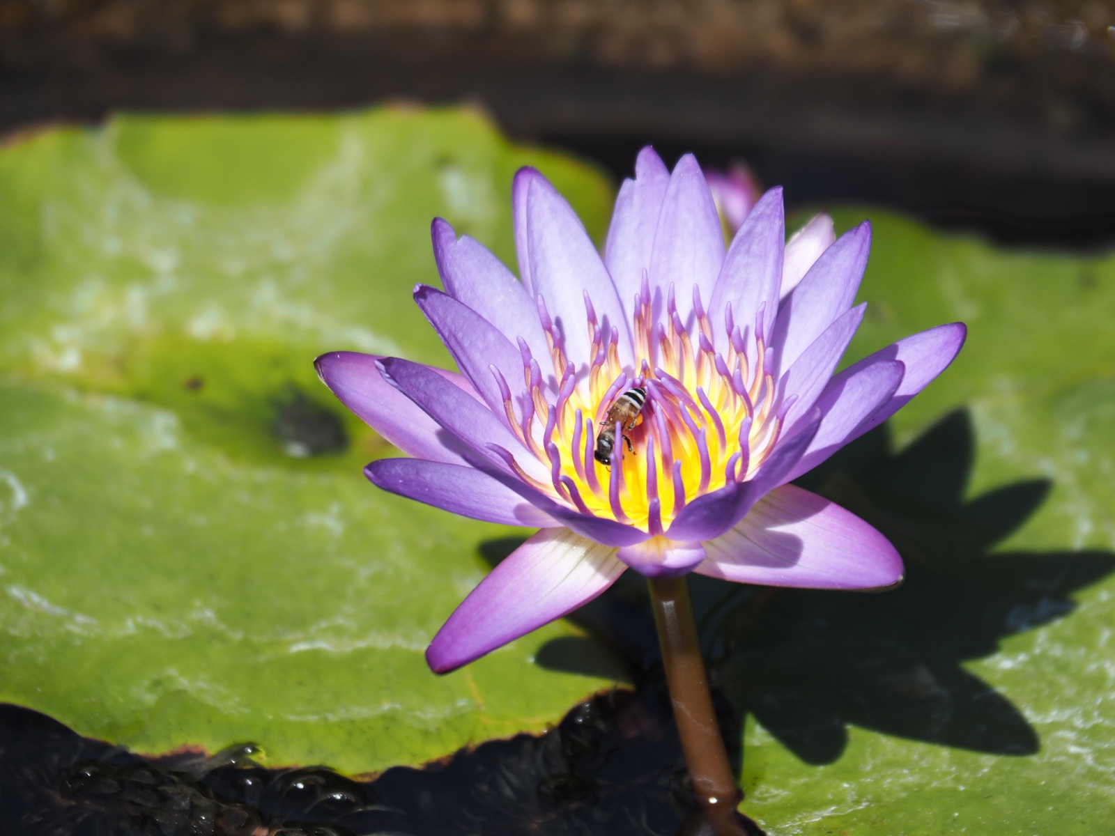 Пчела сидит на сиреневом цветке лотоса в пруду