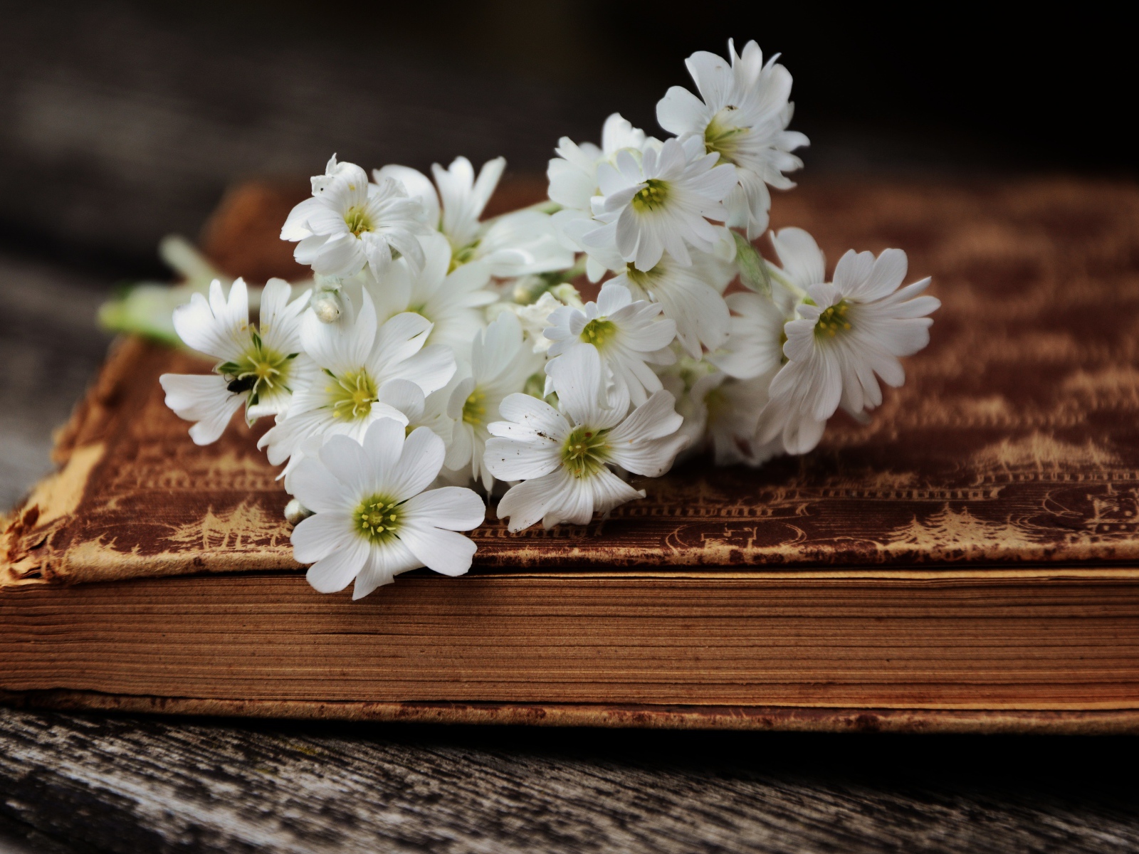 Букет маленьких белых цветов лежит на старой книге 
