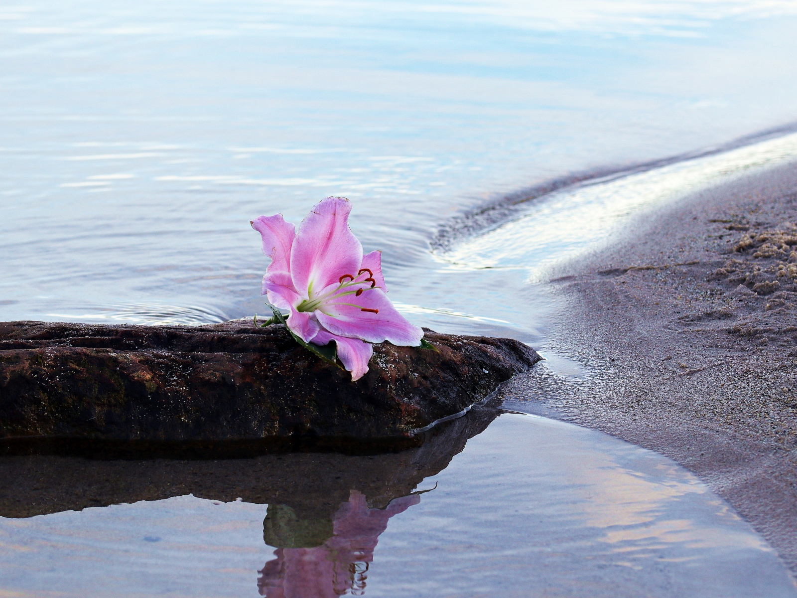 Нежный цветок лилии лежит на камне у воды