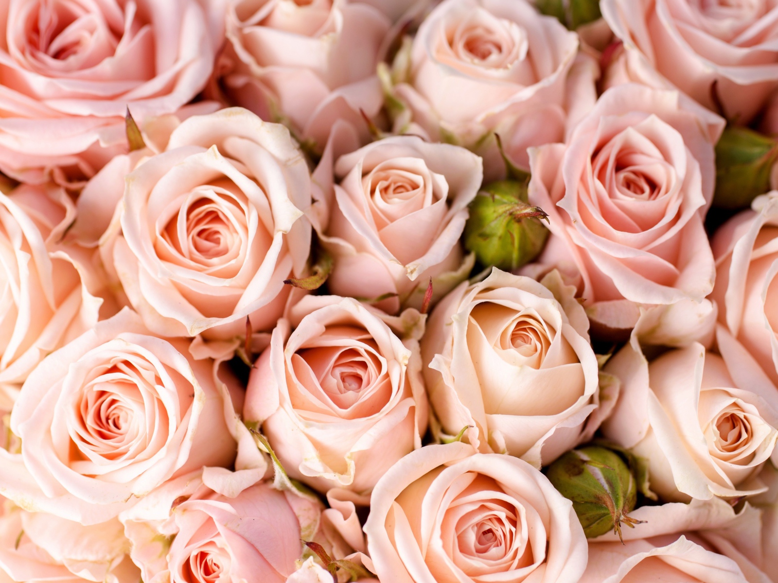 Много кремовых роз с бутонами крупным планом 