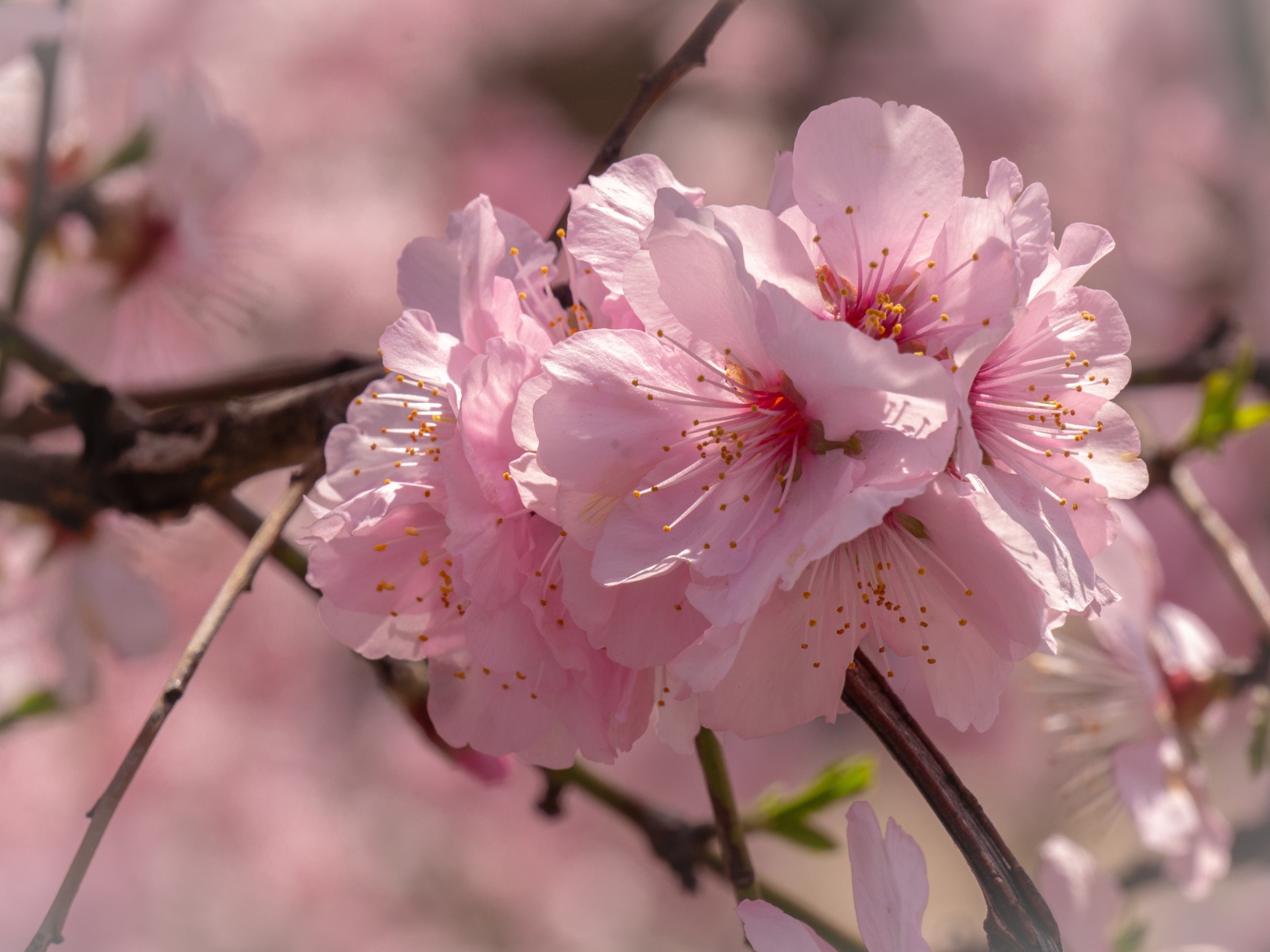 Много розовых цветов сакуры на ветке 