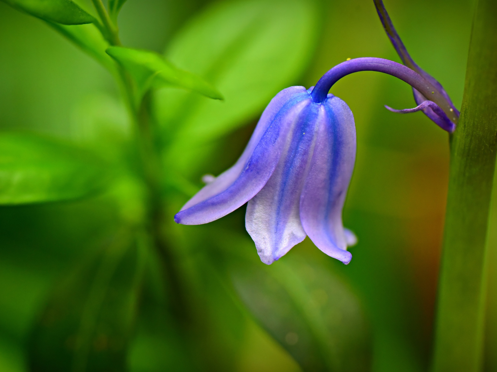 Красивый синий колокольчик крупным планом