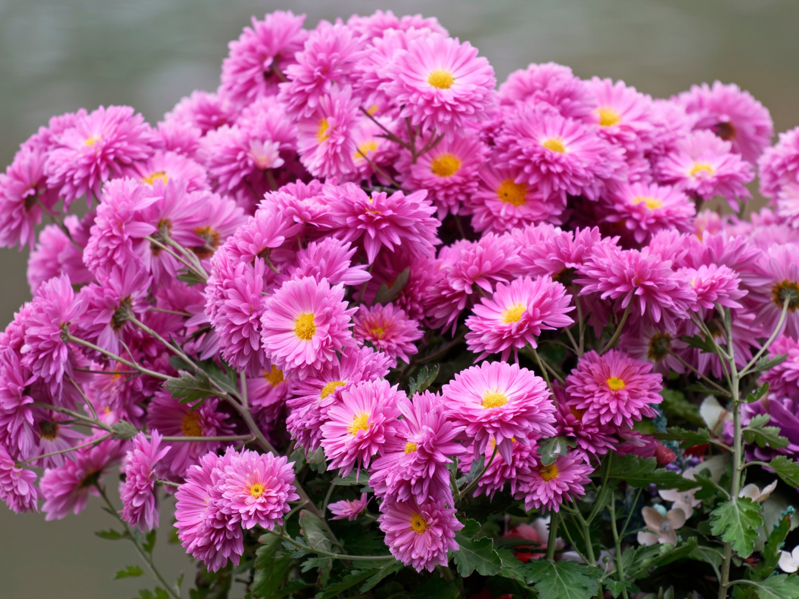 Красивый букет розовых цветов хризантемы 