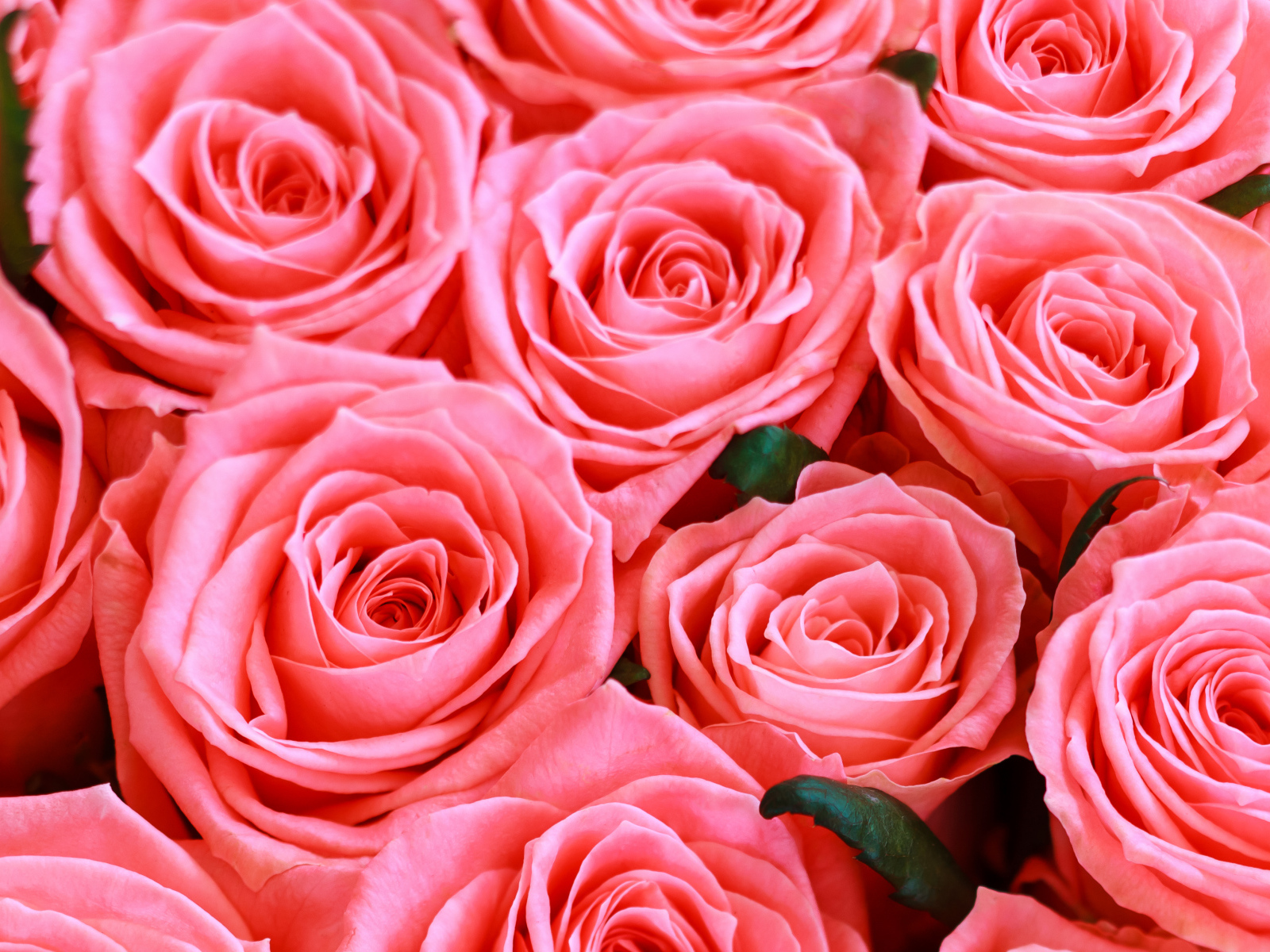 Красивые нежные розовые бутоны розы крупным планом 