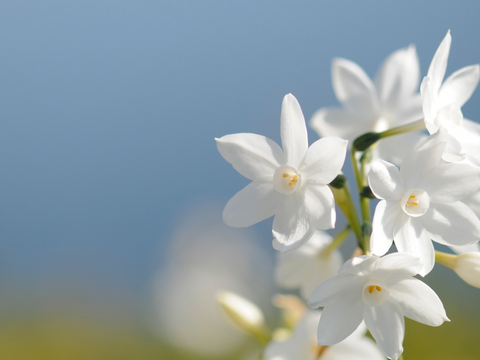 Красивые нежные белые цветы нарцисса на голубом фоне