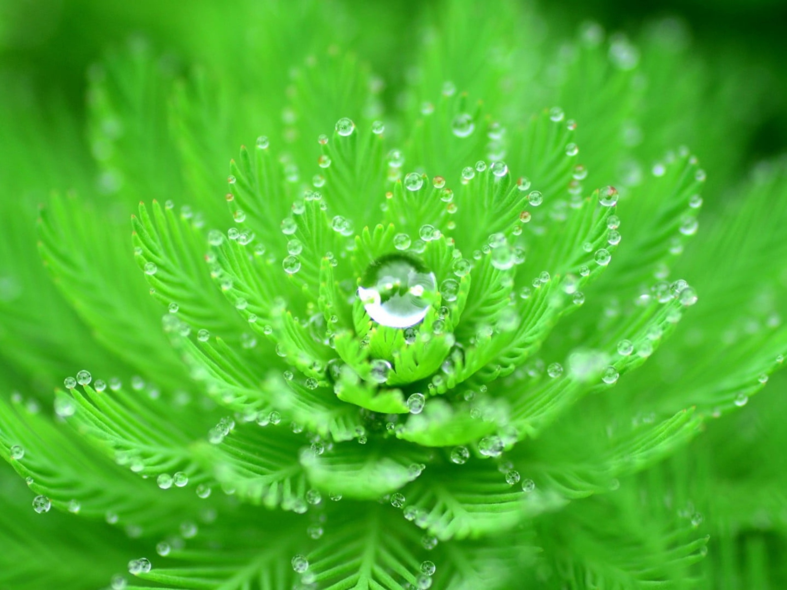 Красивый зеленый цветок с каплями росы 