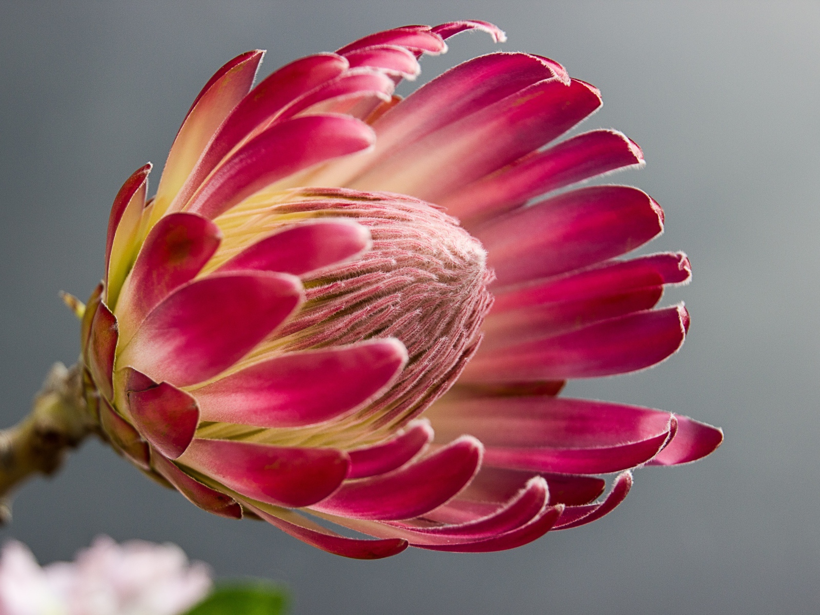 Красивый комнатный цветок протея крупным планом