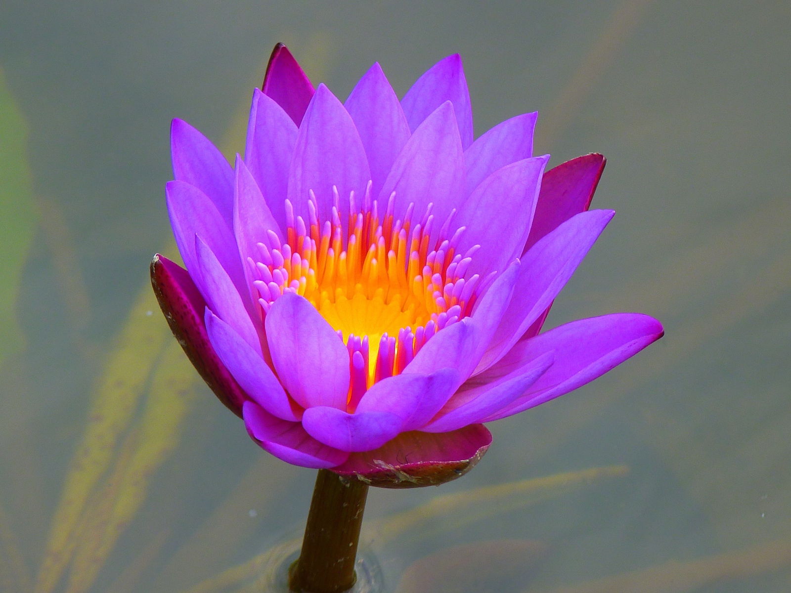 Красивый сиреневый цветок лотоса в воде