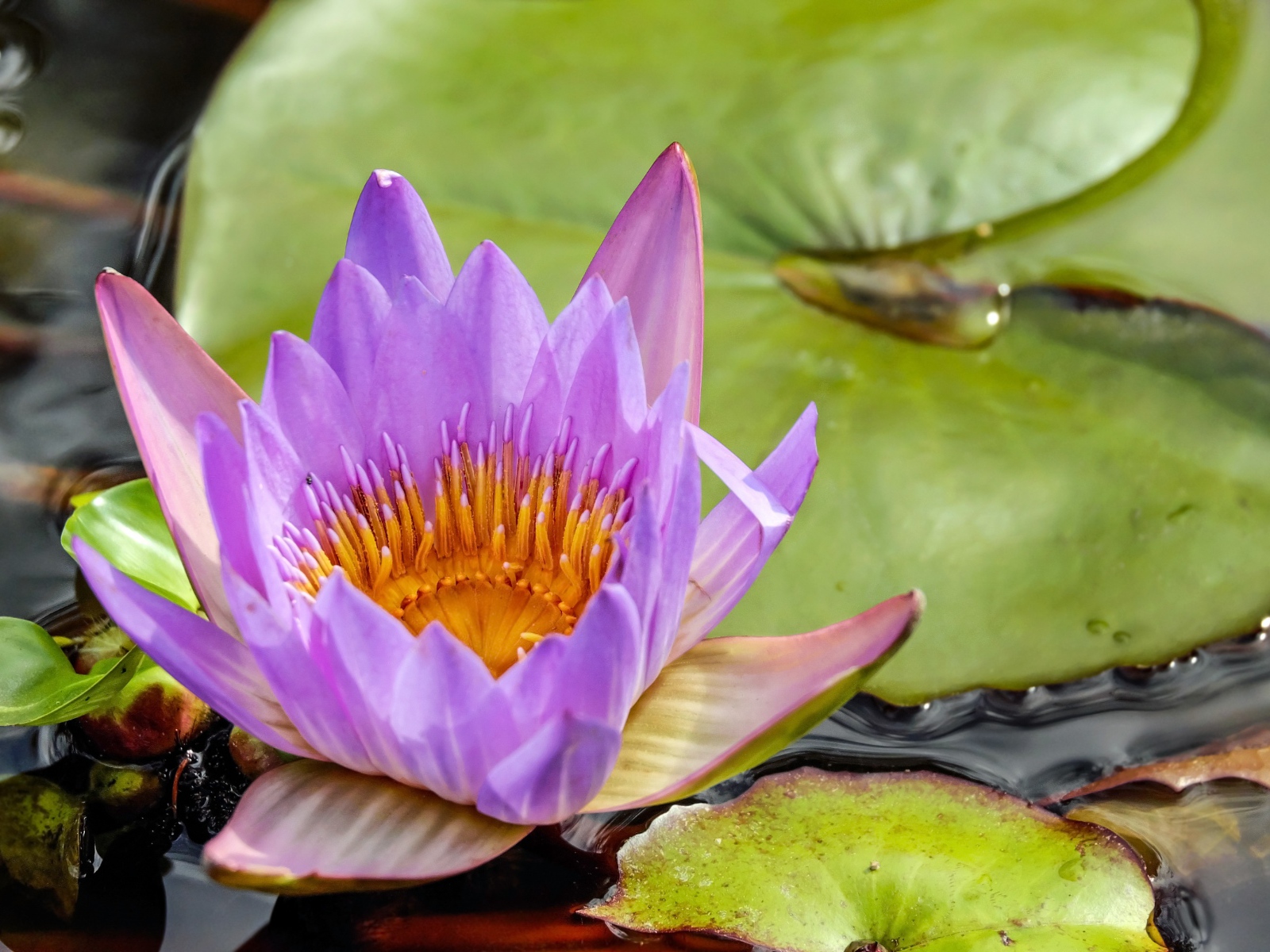 Красивый сиреневый цветок водяной лилии с зелеными листьями