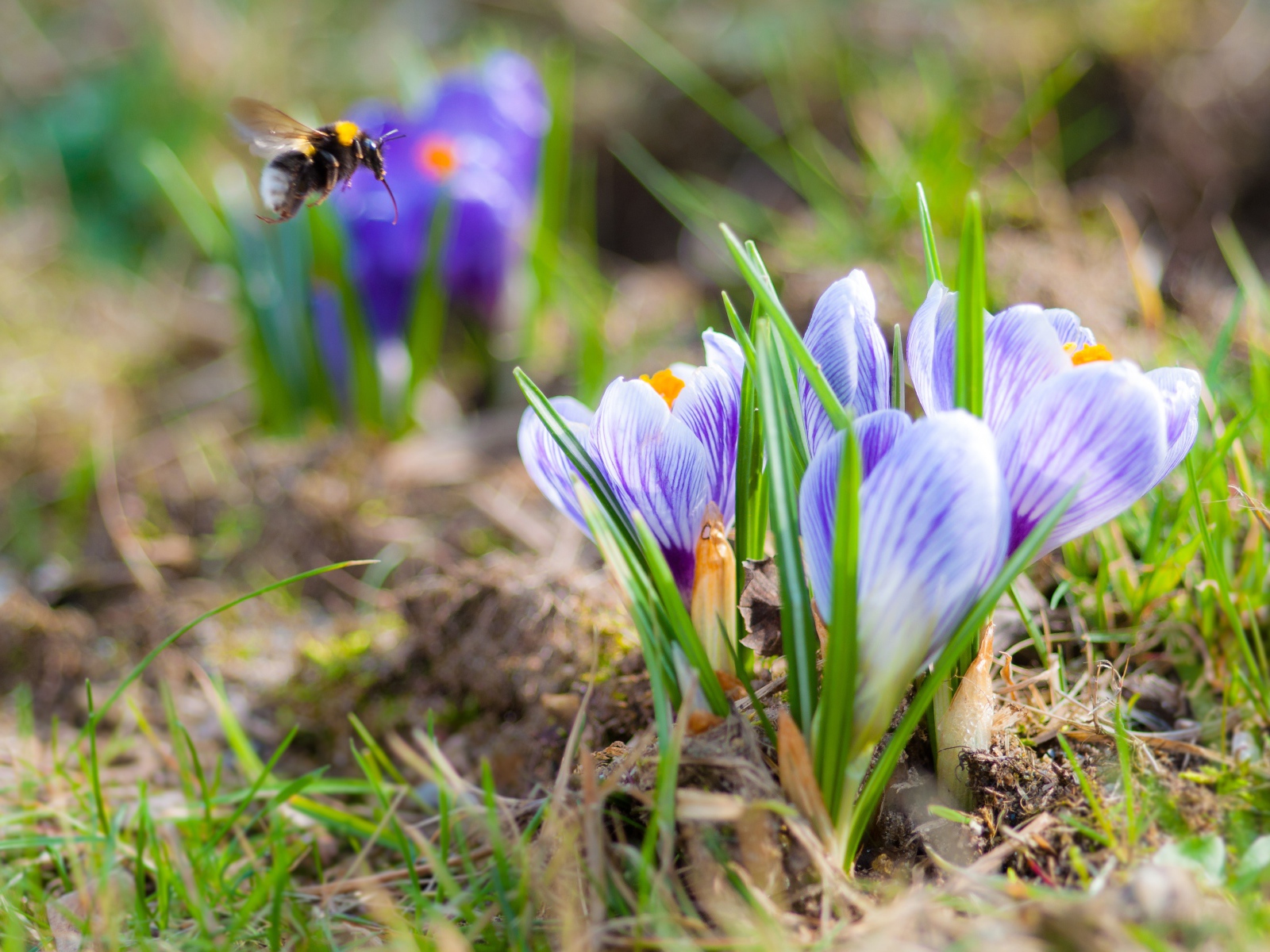 Красивые маленькие крокусы на поле с шмелем 