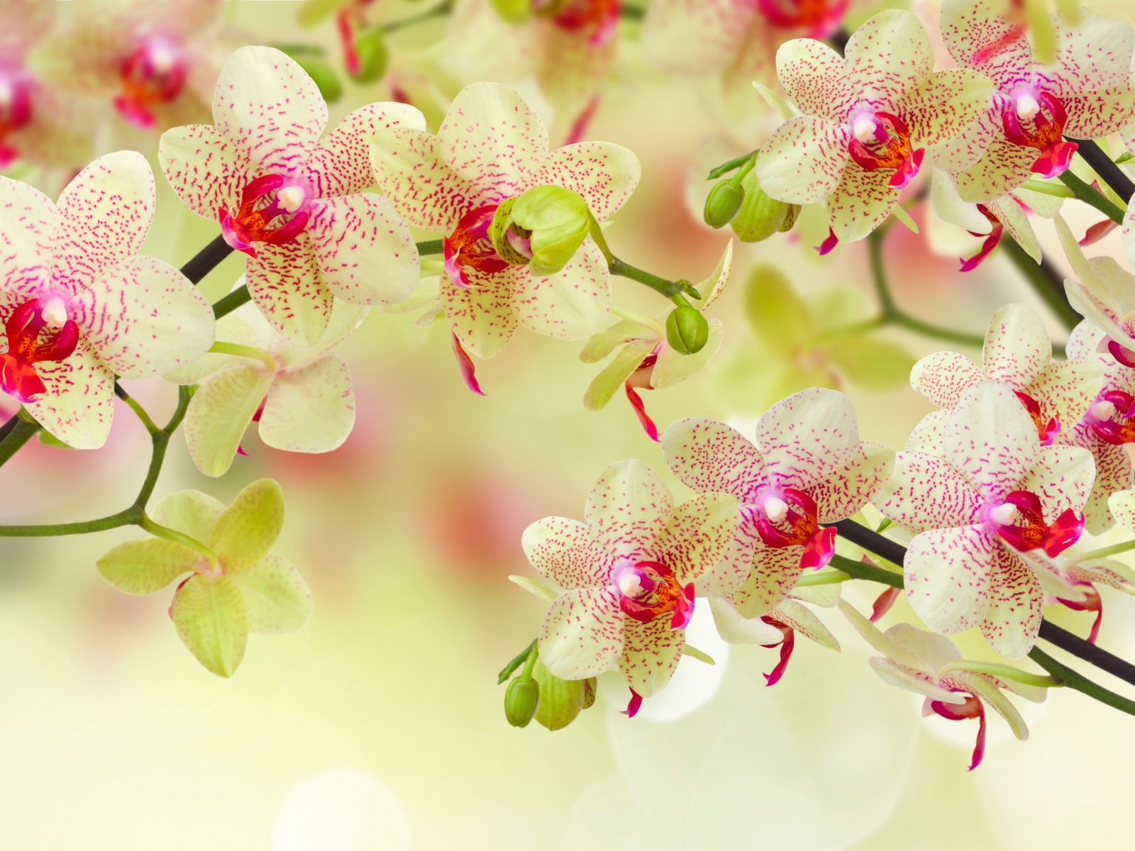 Красивый цветок орхидеи с бутонами на ветке 