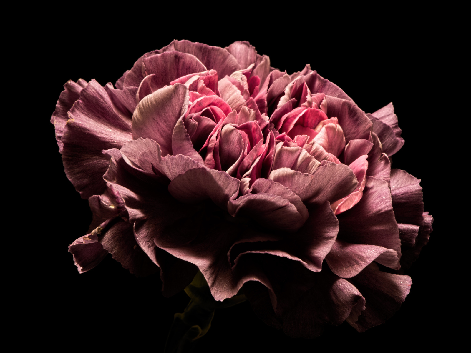 Красивый розовый цветок гвоздики на черном фоне