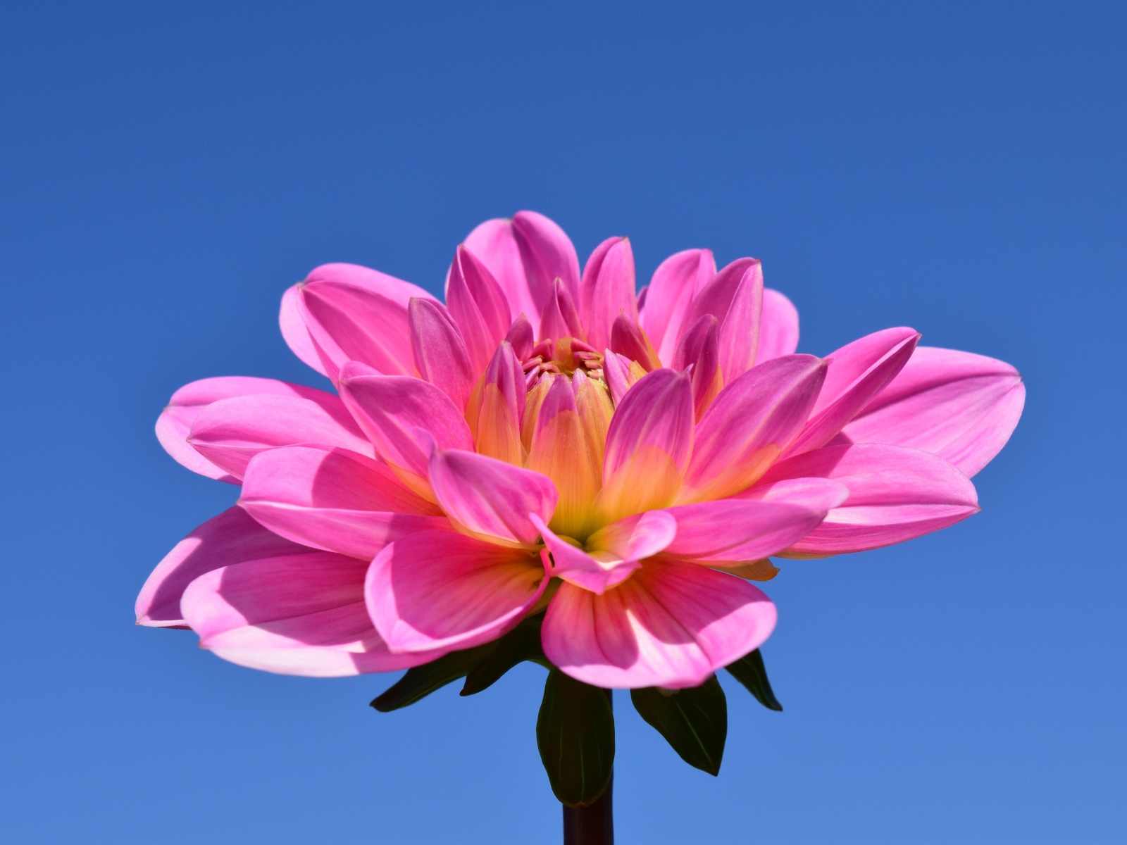 Красивый розовый цветок георгины на голубом фоне 