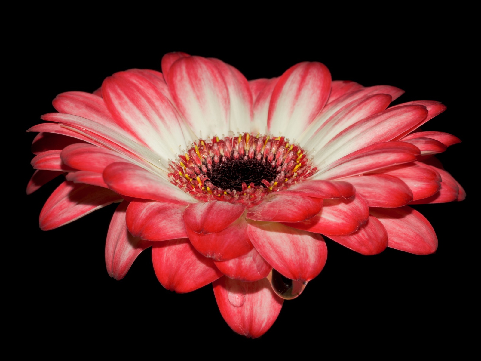 Красивый розовый цветок герберы на черном фоне