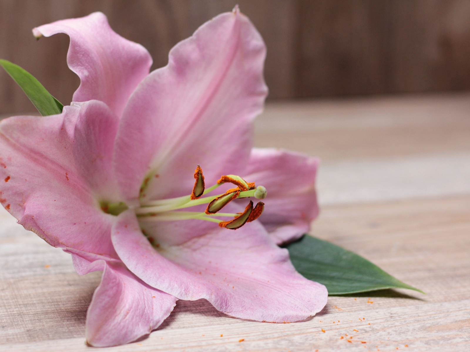 Красивая розовая лилия лежит на столе 