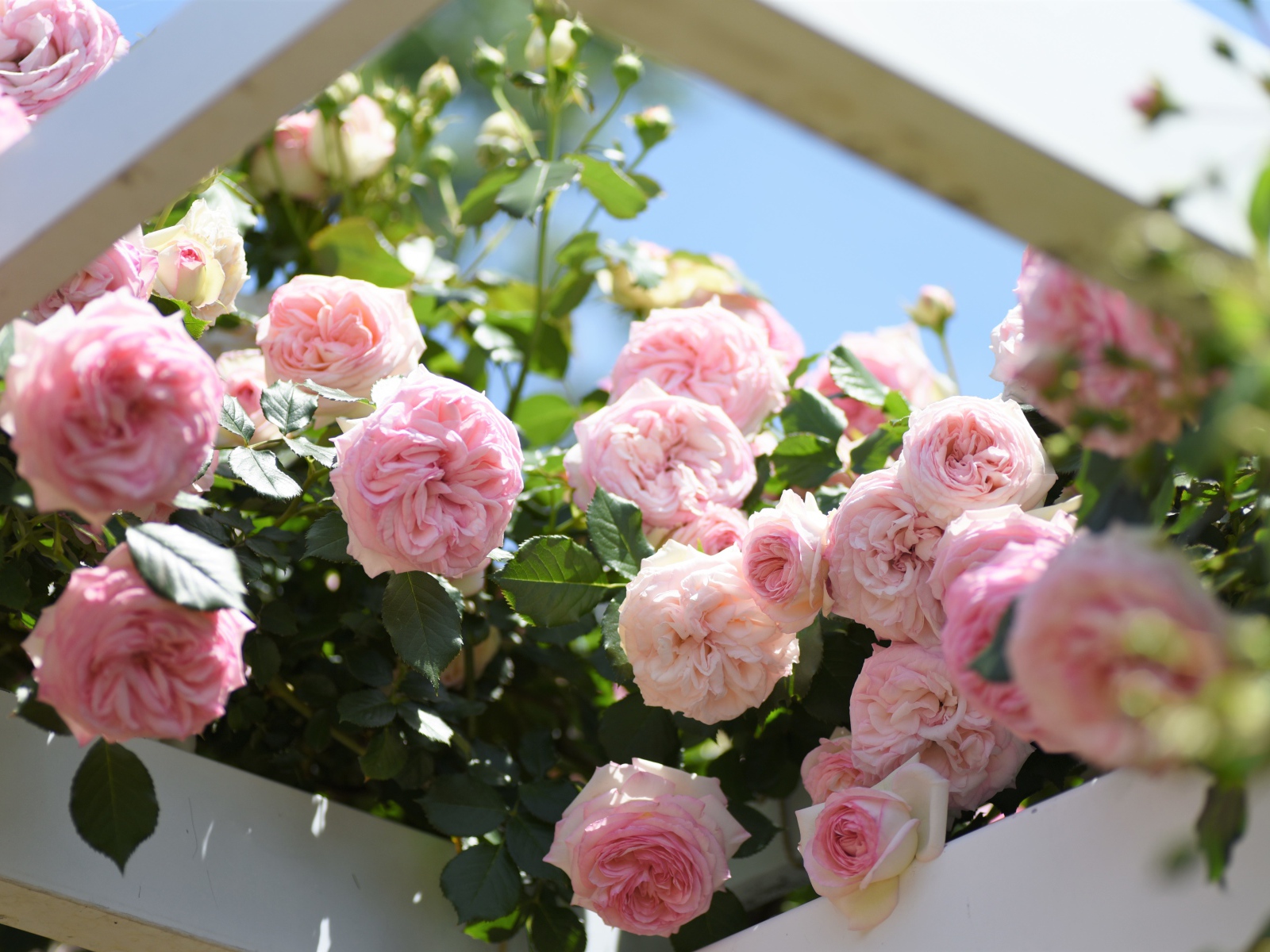 Красивые розовые парковые розы летом