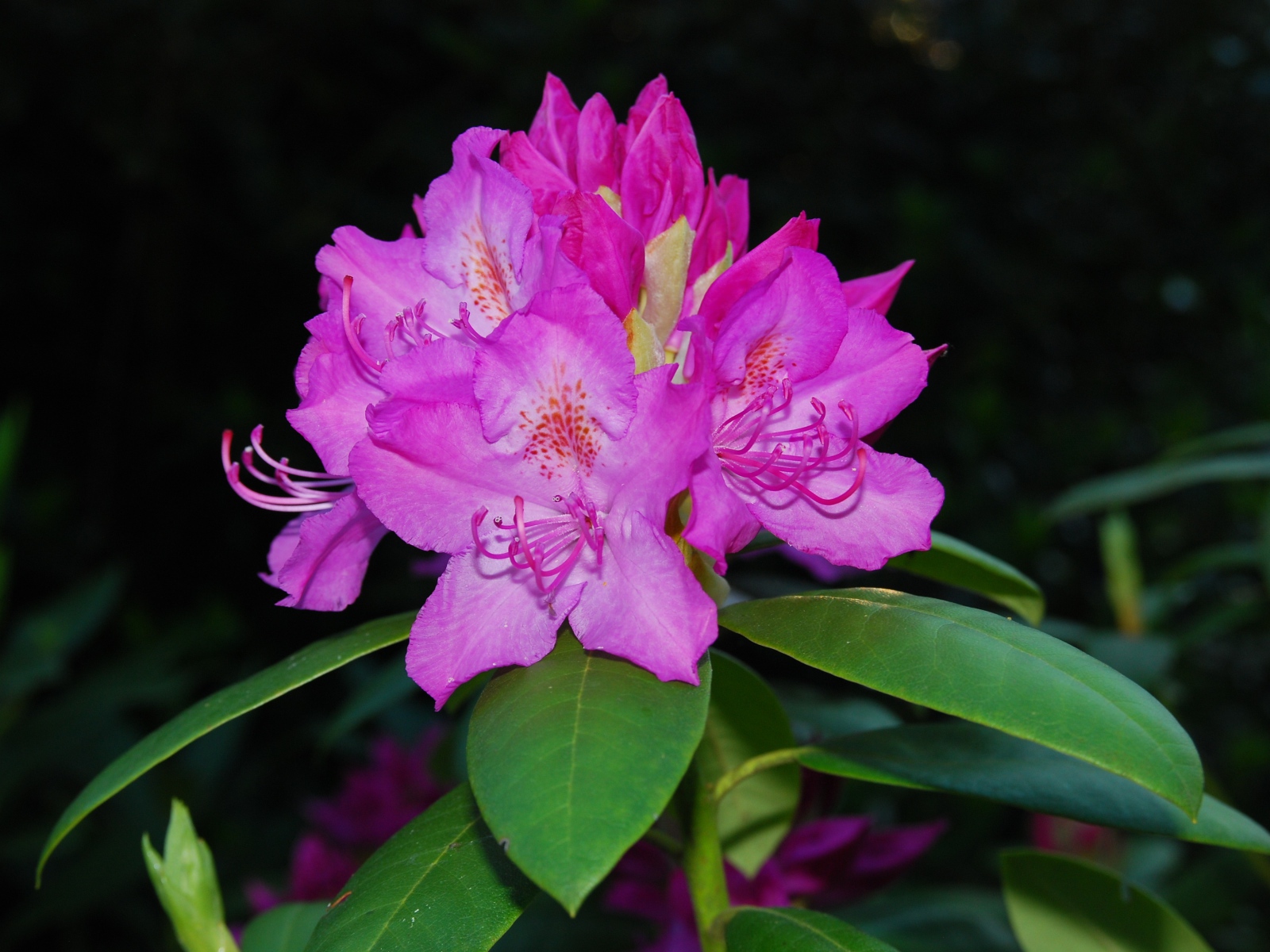 Красивый розовый цветок рододендрон крупным планом