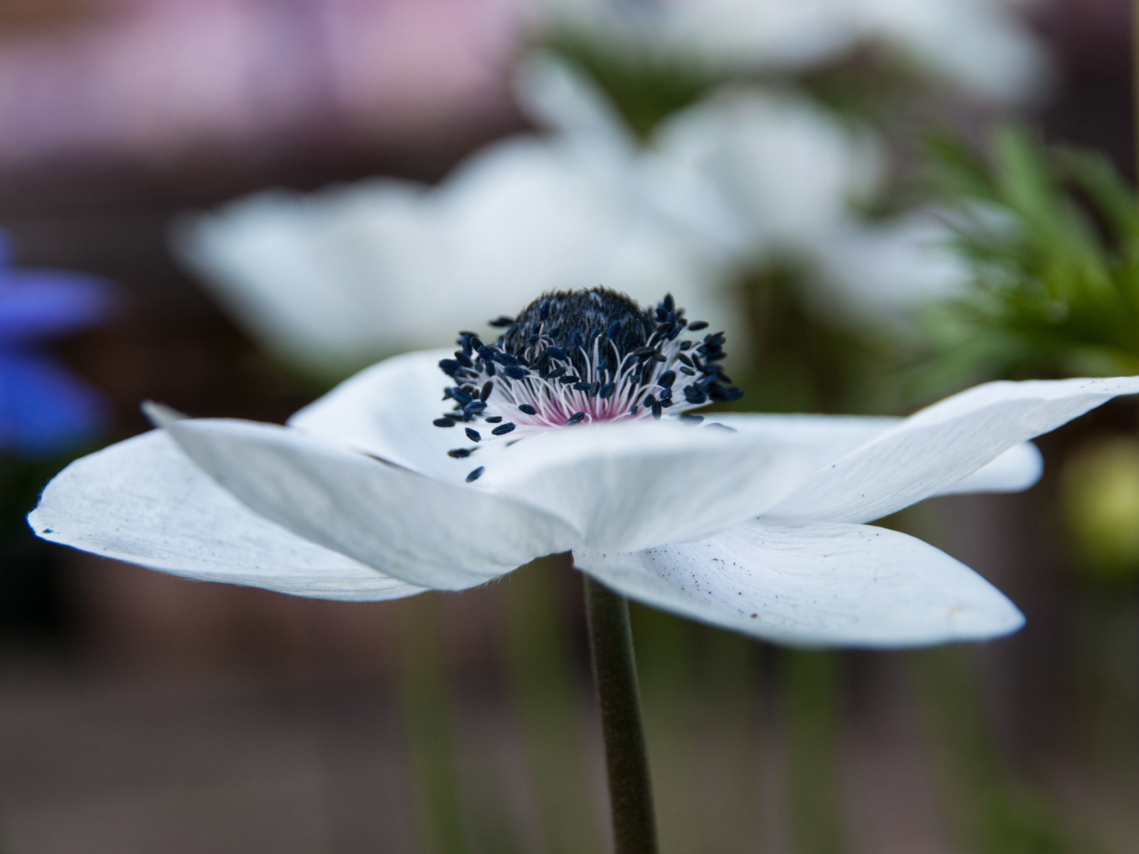 Красивый белый цветок анемоны крупным планом