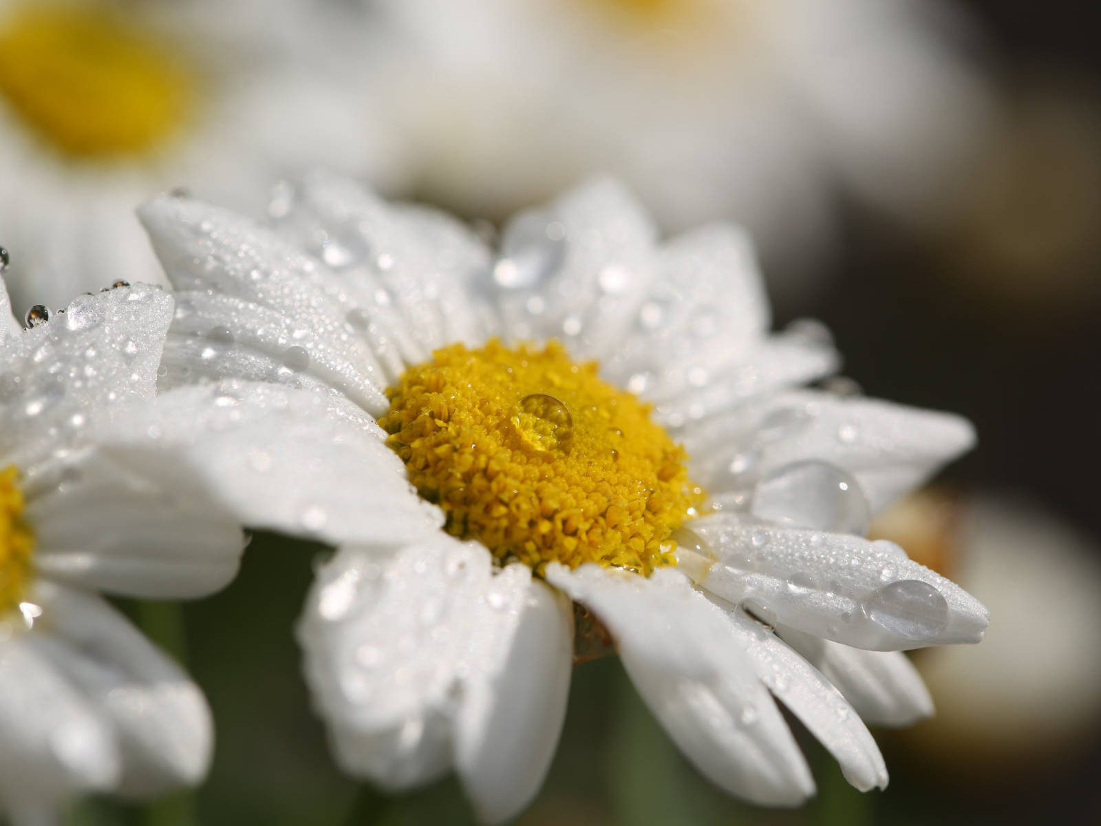 Красивая белая ромашка с белой серединкой с каплями росы на лепестках