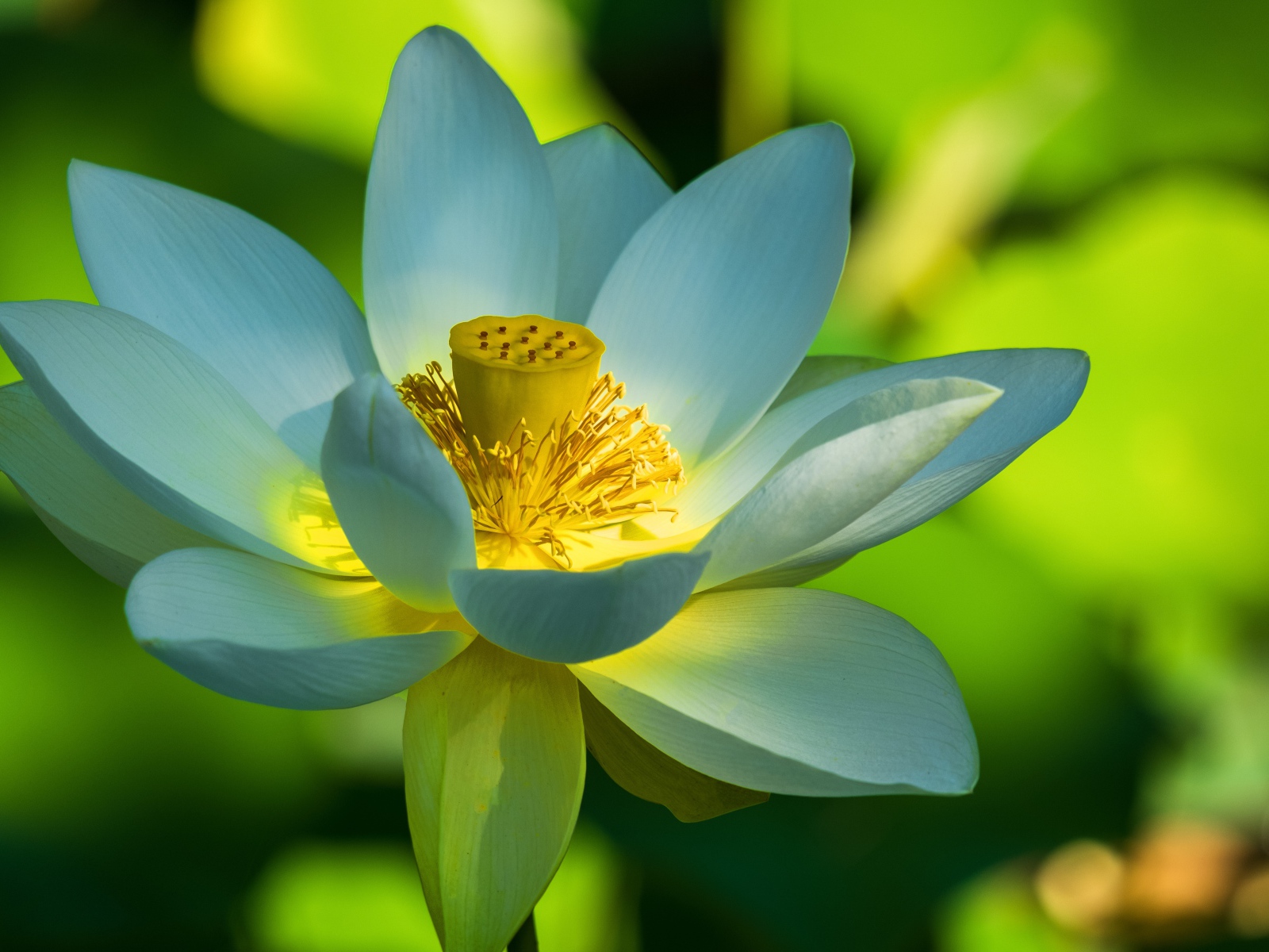 Красивый белый цветок лотоса крупным планом