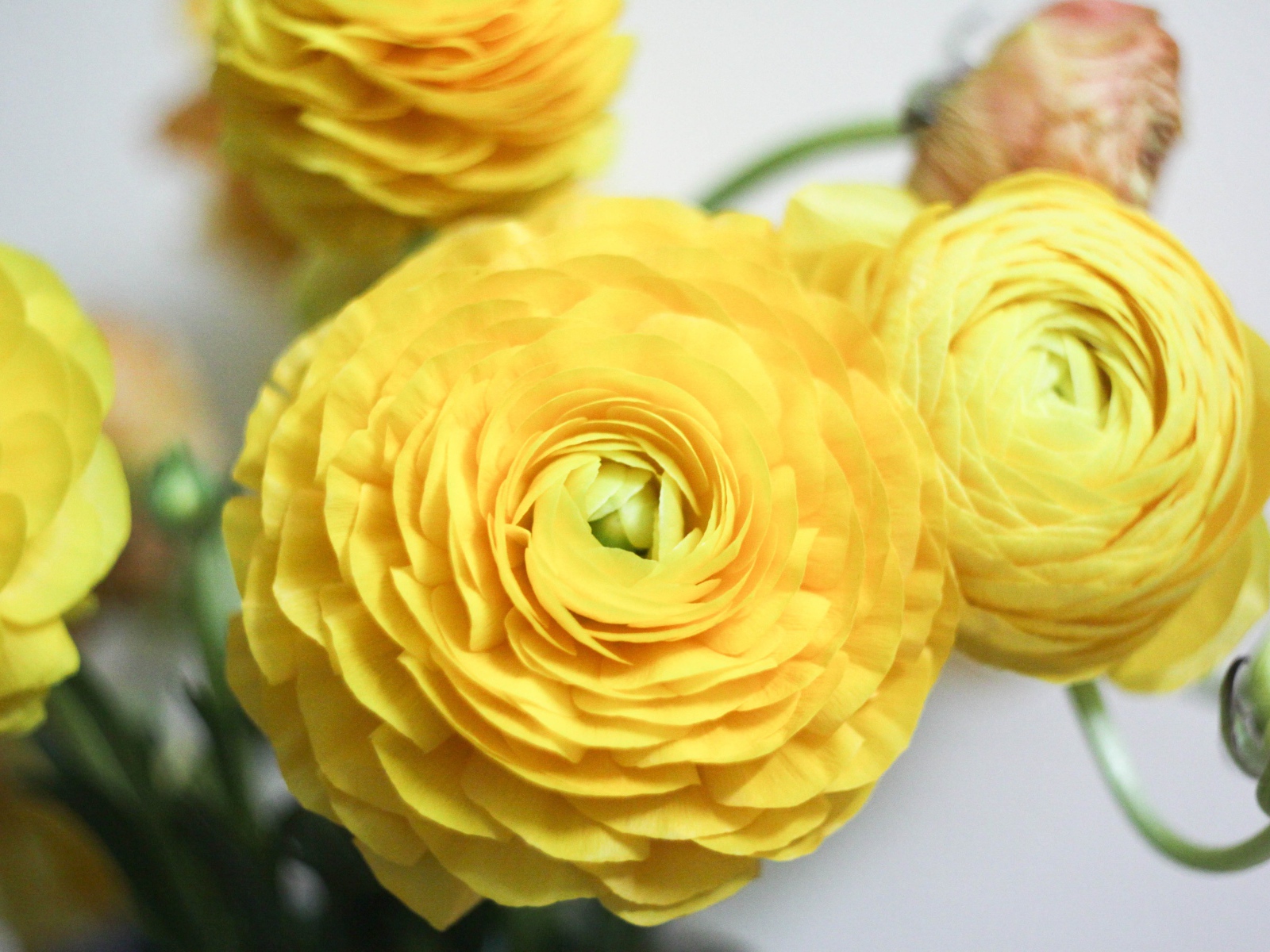 Красивые желтые цветы лютика крупным планом