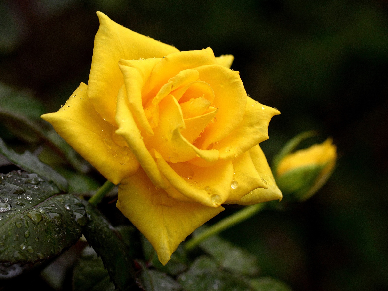 Красивая желтая роза с бутоном в каплях росы крупным планом