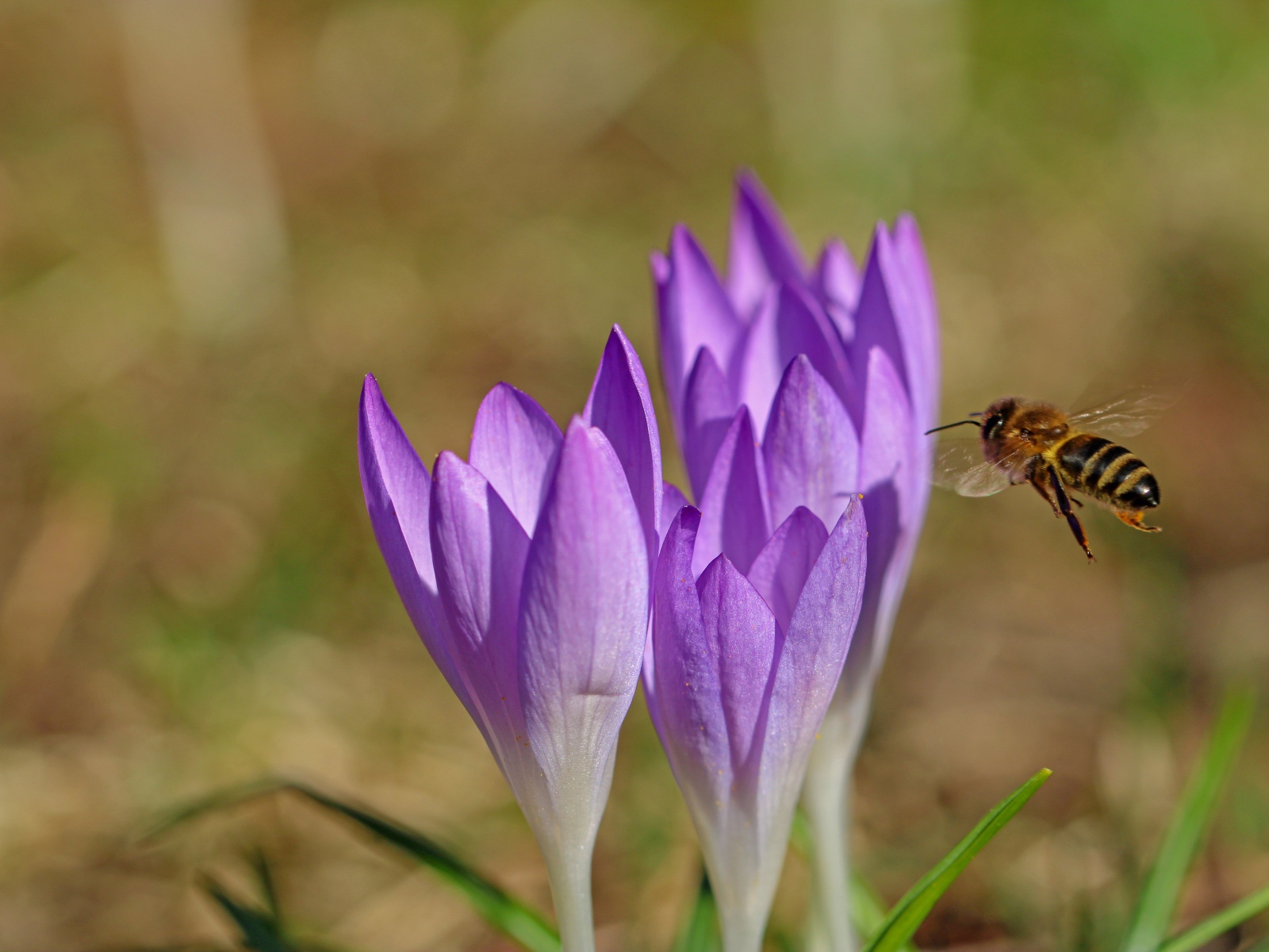Пчела летит к сиреневым весенним крокусам