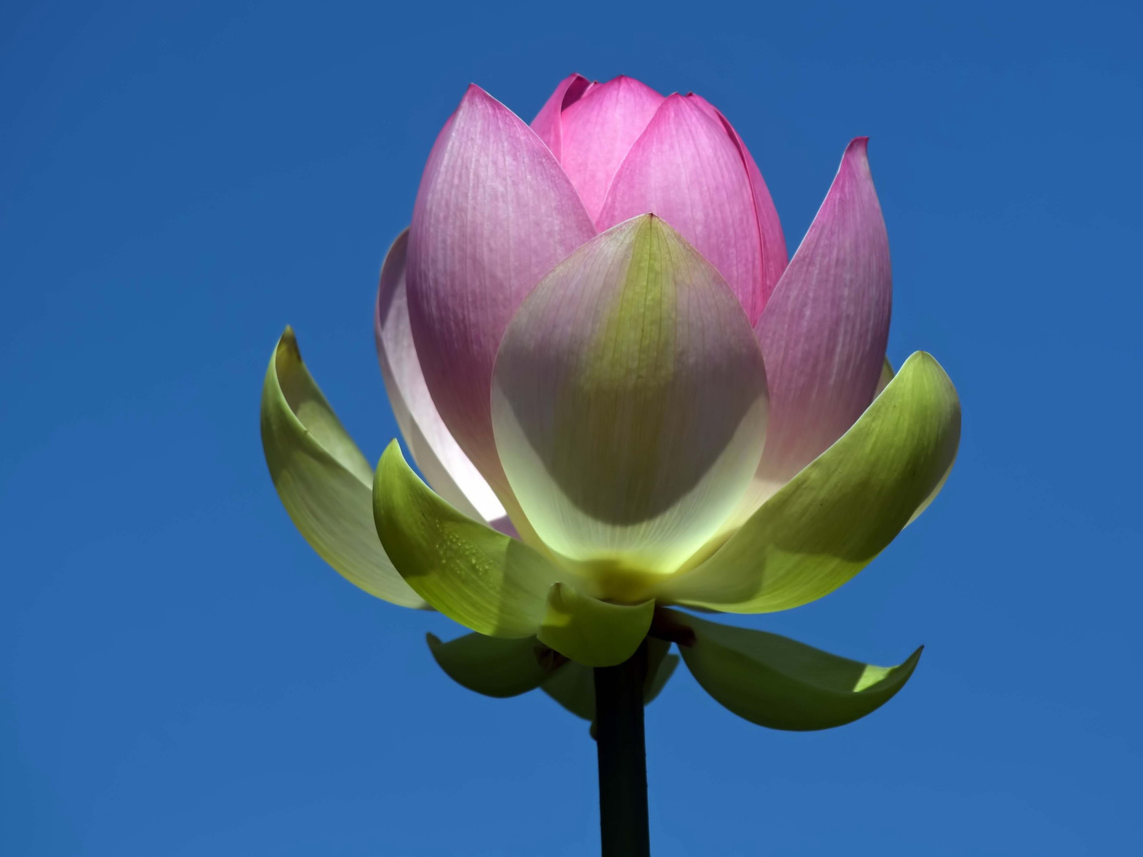 Распускающийся розовый цветок лотоса на фоне голубого неба 