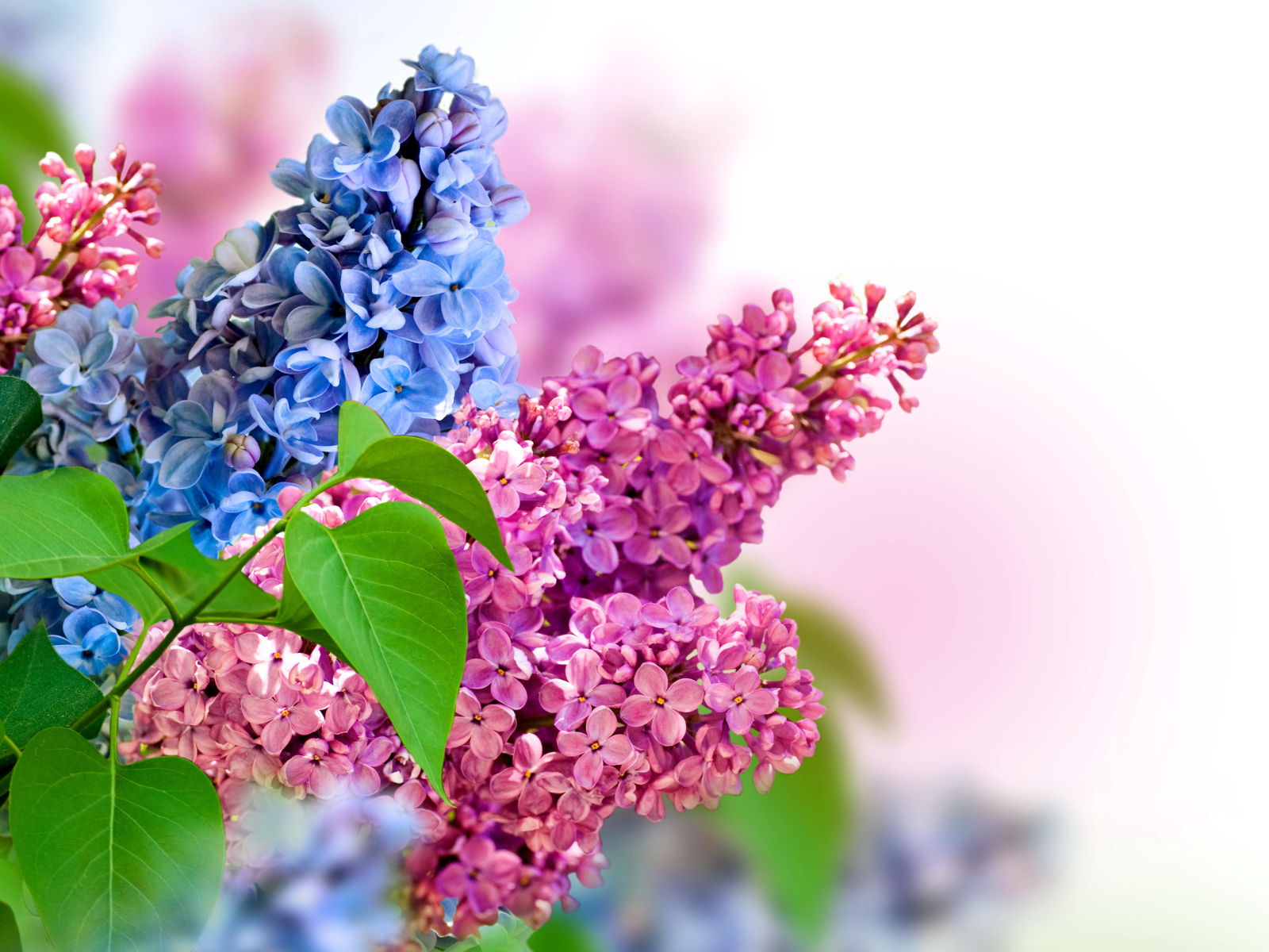 Синие и розовые цветы сирени на белом фоне