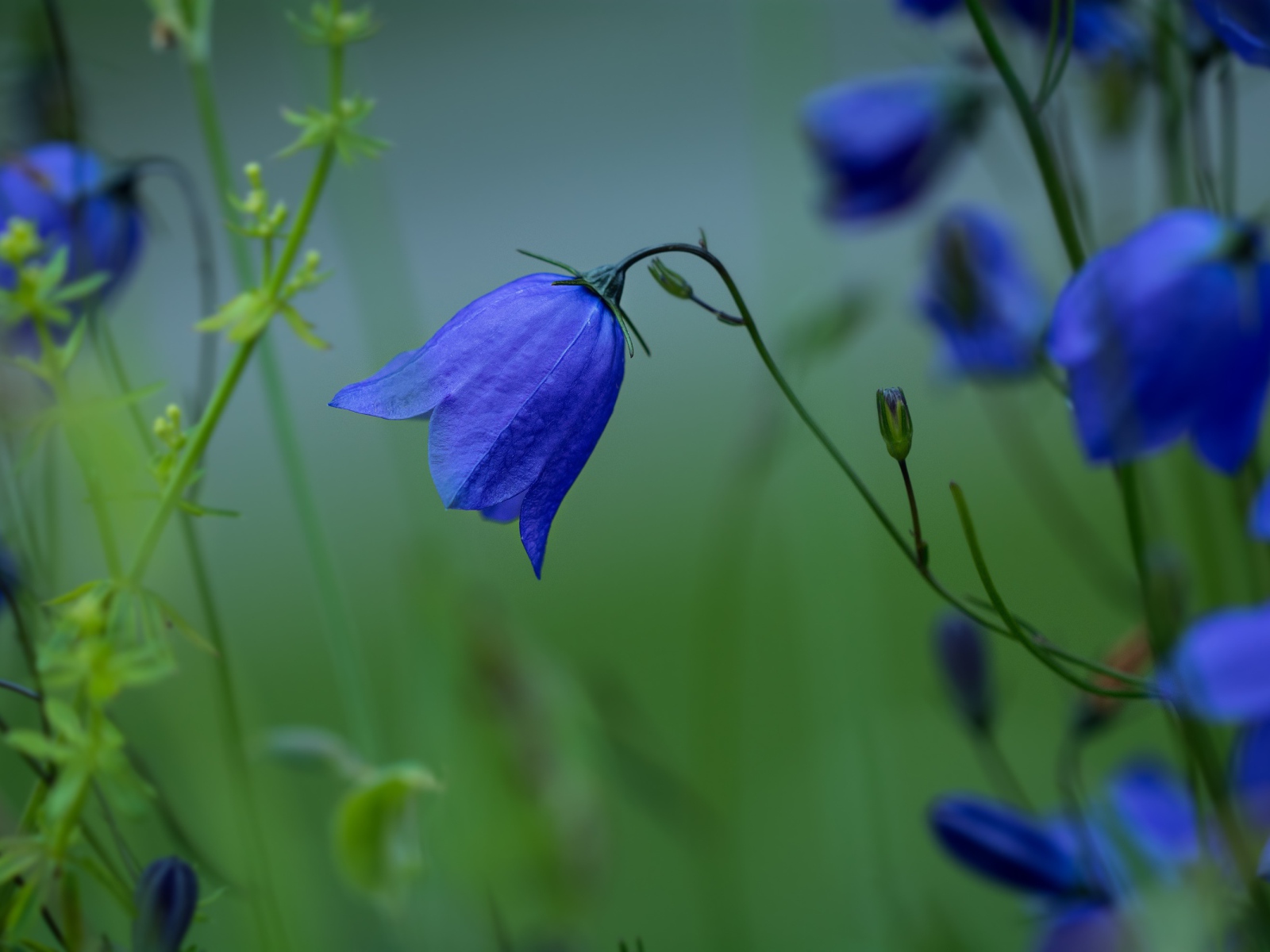 Синие цветы колокольчика крупным планом