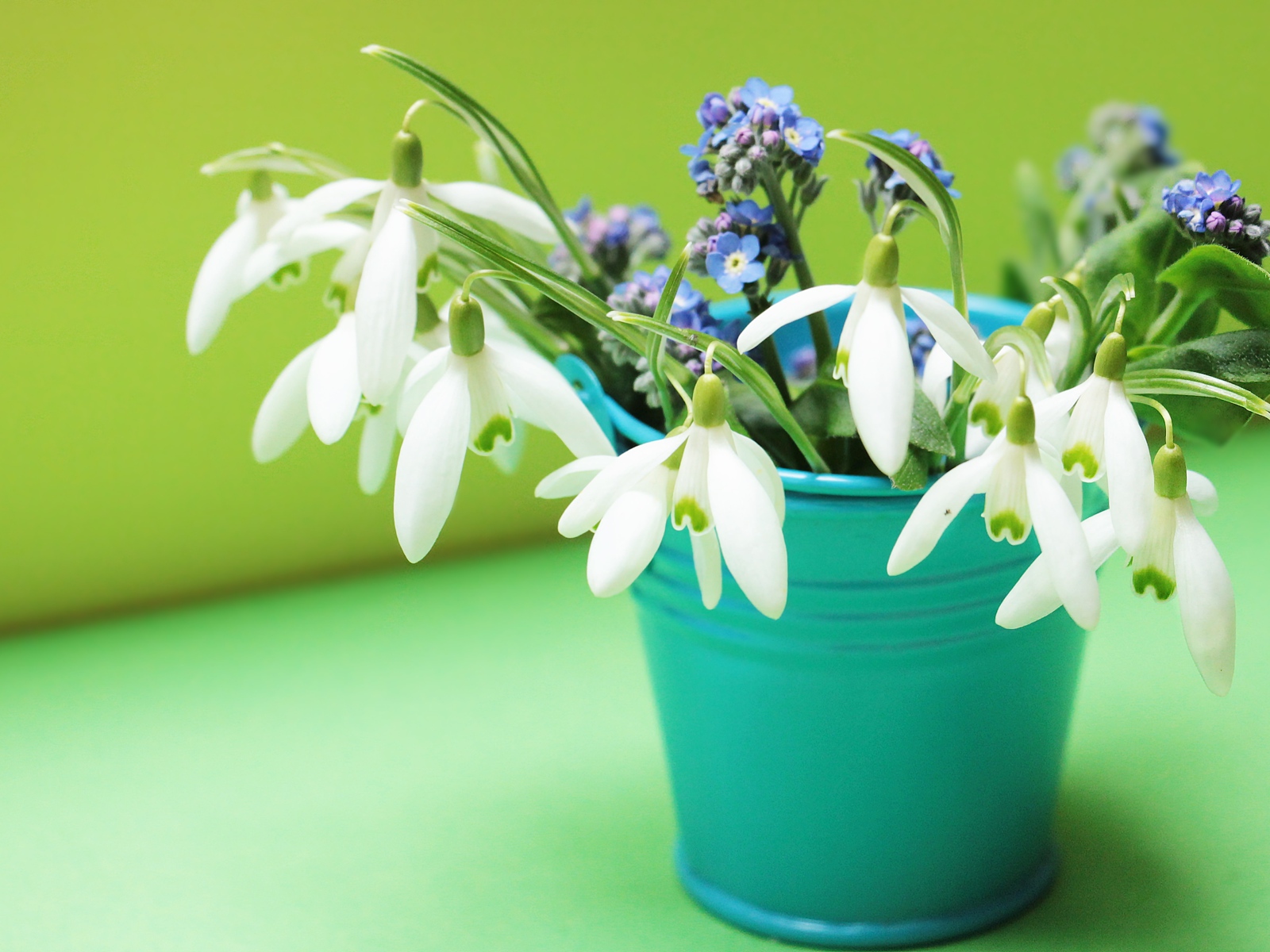 Голубое ведерко с белыми подснежниками и голубыми незабудками