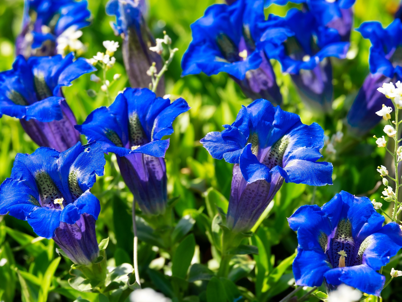 Синие цветы горечавка на клумбе 