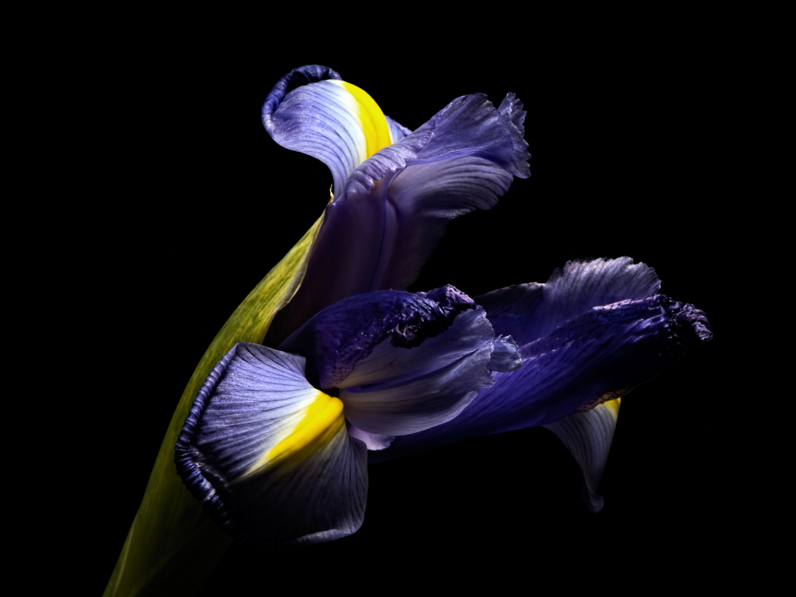 Синий цветок ириса на черном фоне 