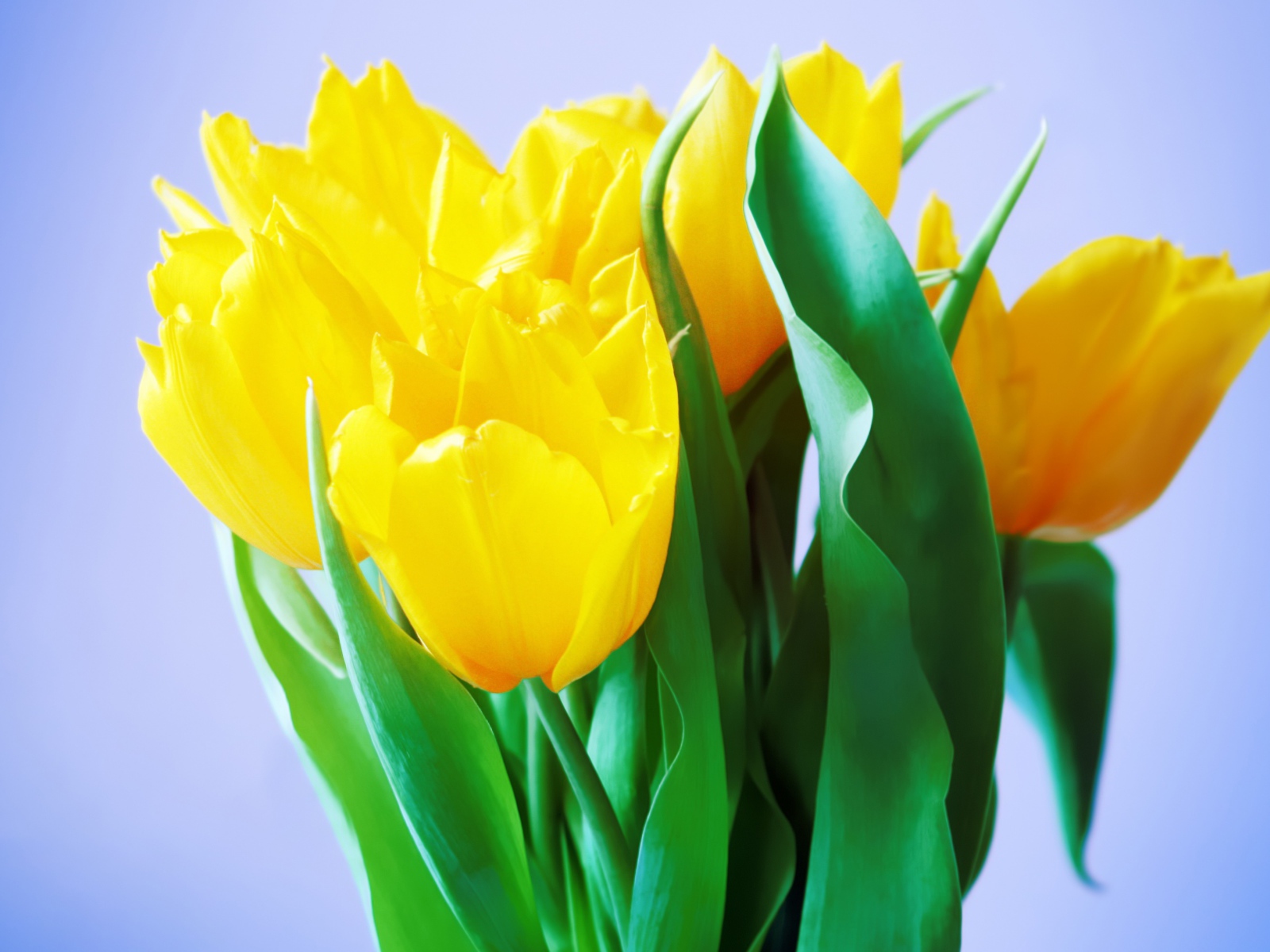 Букет нежных желтых тюльпанов на голубом фоне