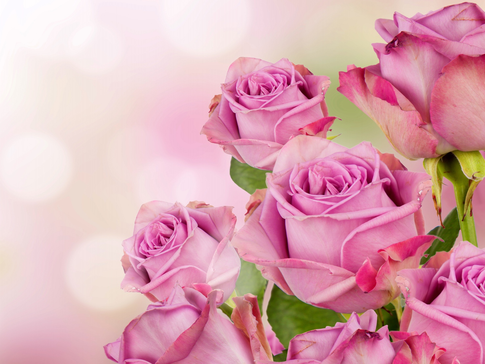 Букет розовых роз на размытом фоне