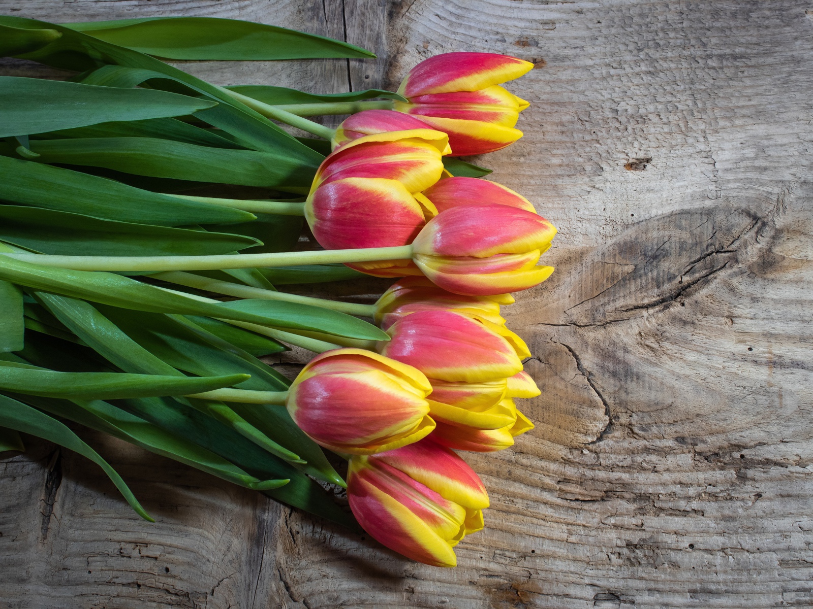 Букет красных тюльпанов с желтыми ободками на деревянном столе