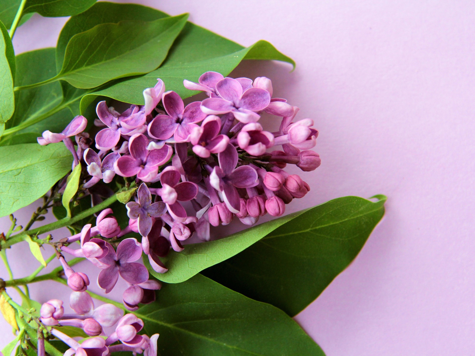 Ветка цветов сирени с зелеными листьями на розовом фоне