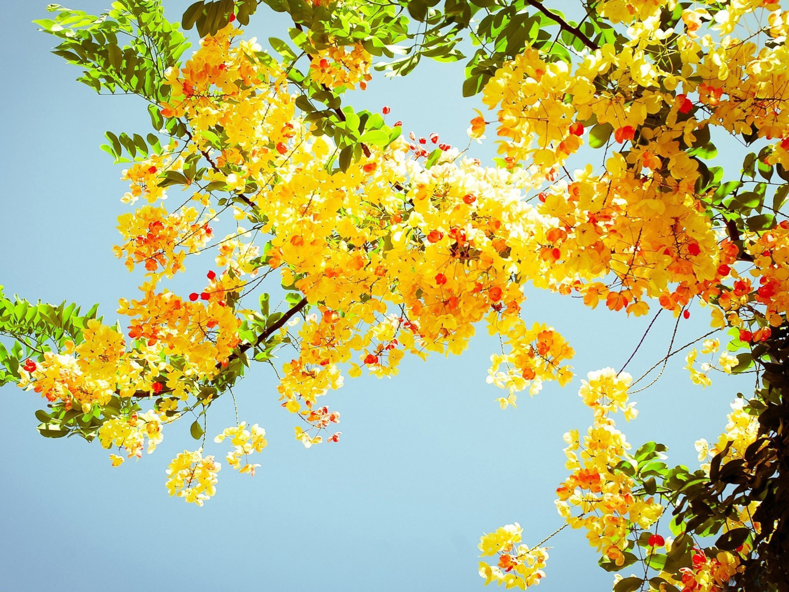 Ветка желтой акации с зелеными листьями на фоне голубого неба