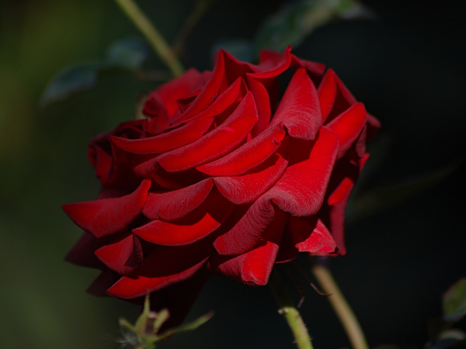 Яркая бордовая роза крупным планом