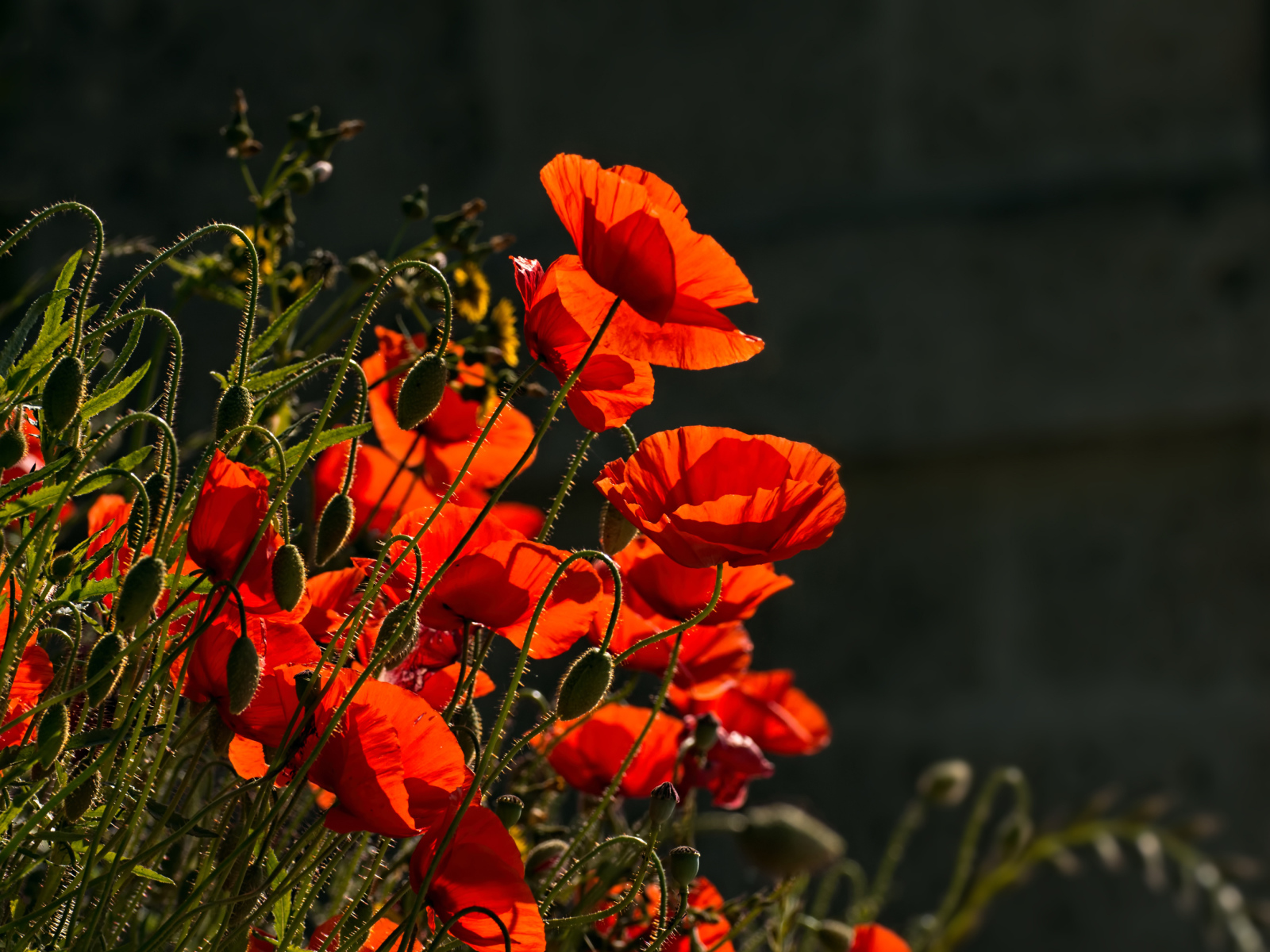 Яркие красные маки с бутонами в лучах солнца