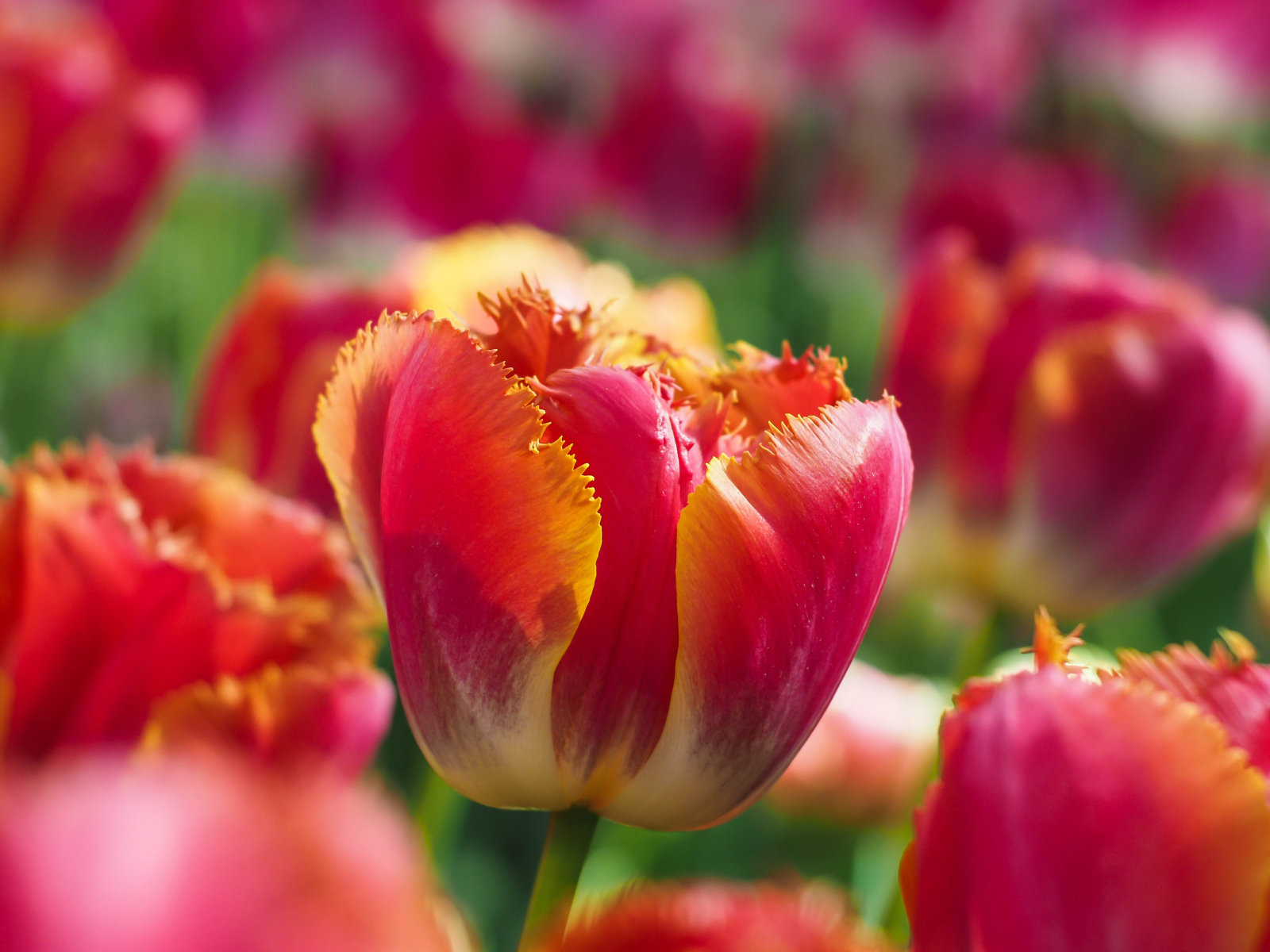 Bright red tulip with wavy petals in the flowerbed