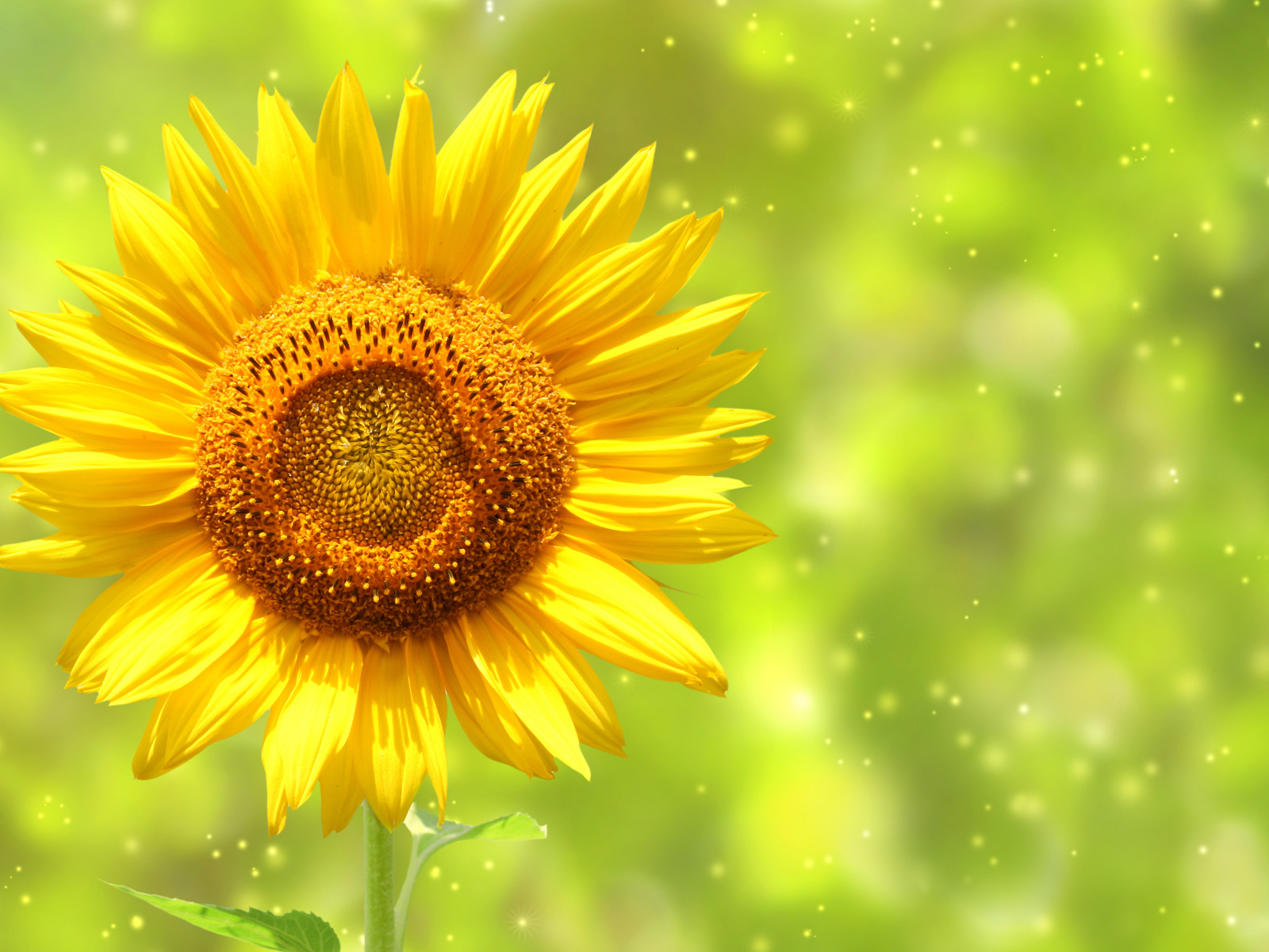 Яркий желтый цветок подсолнуха крупным планом