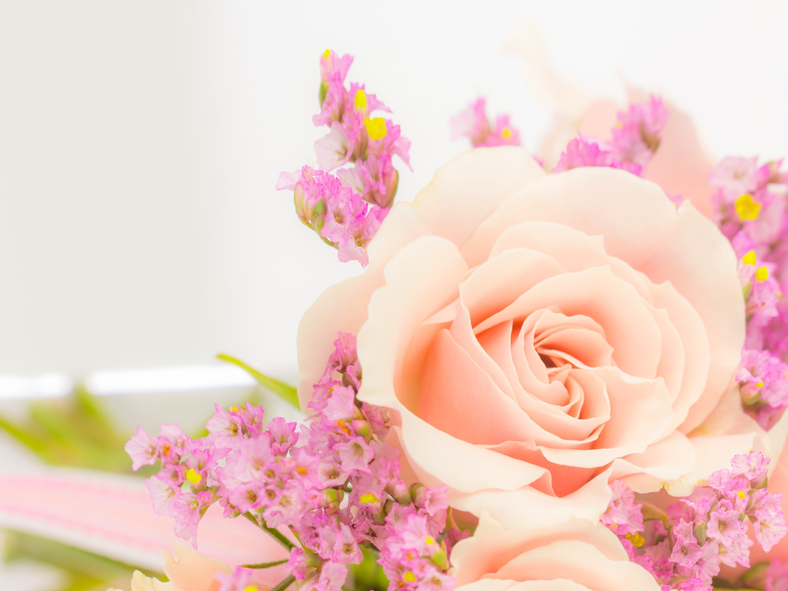 Кремовая роза с розовыми цветами на белом фоне