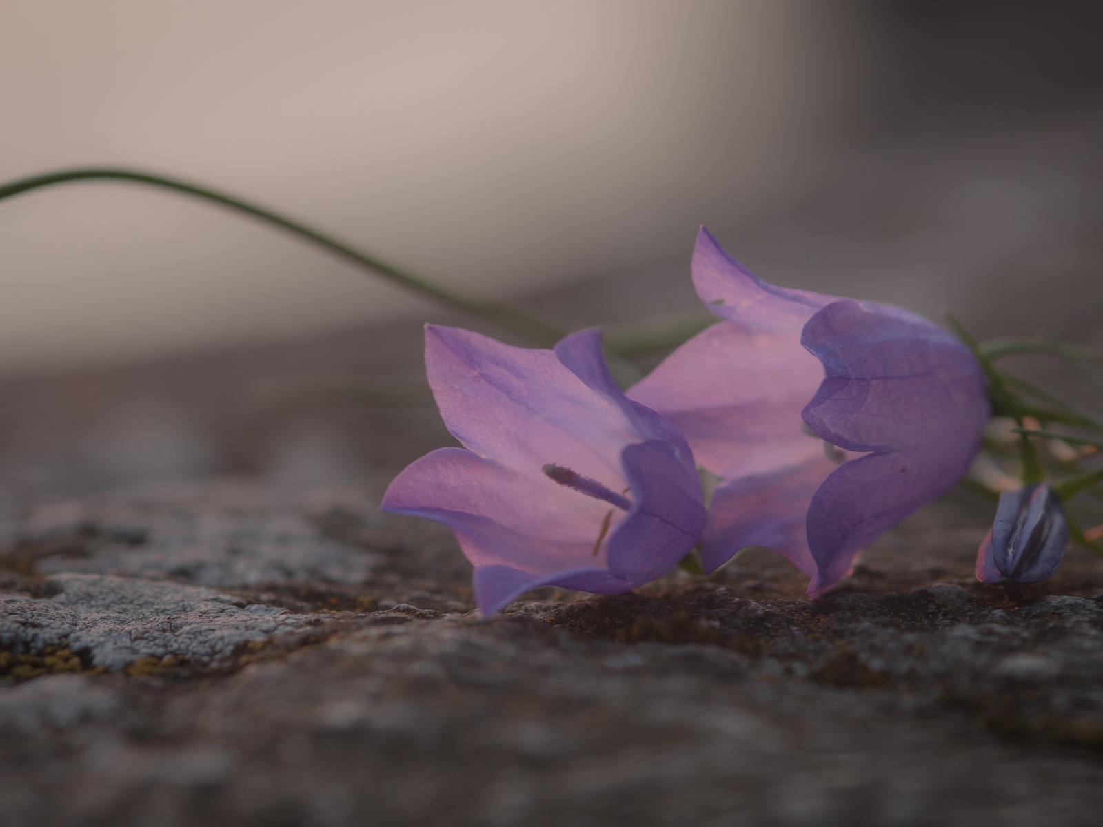Нежные сиреневые колокольчики лежат на земле 