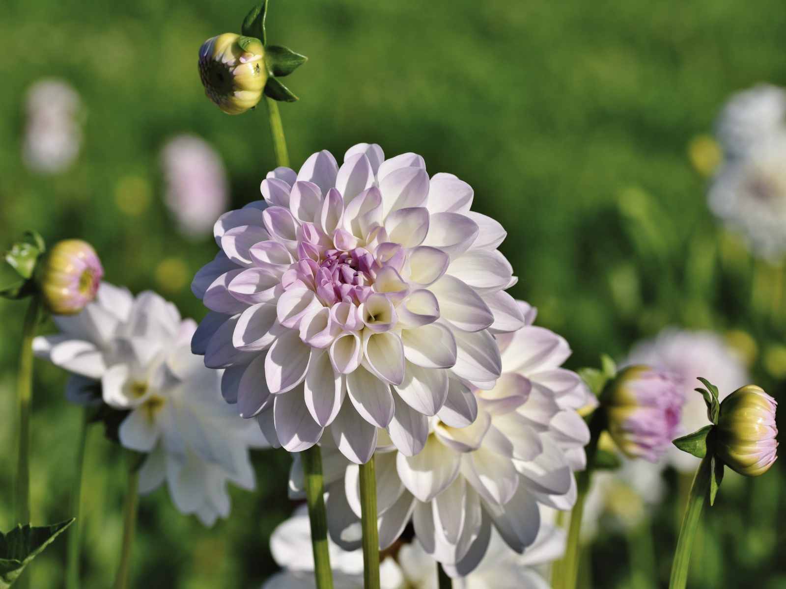 Нежные сиреневые цветы георгины с бутонами на клумбе 