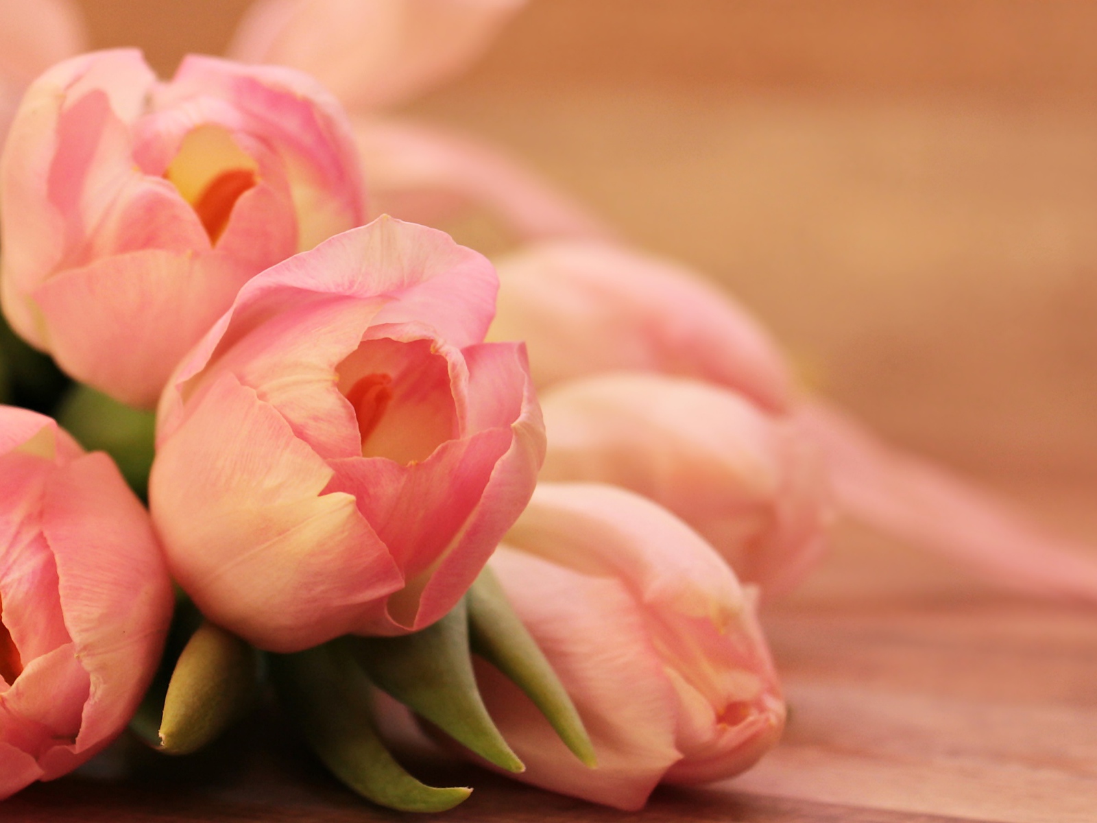 Нежные весенние розовые тюльпаны
